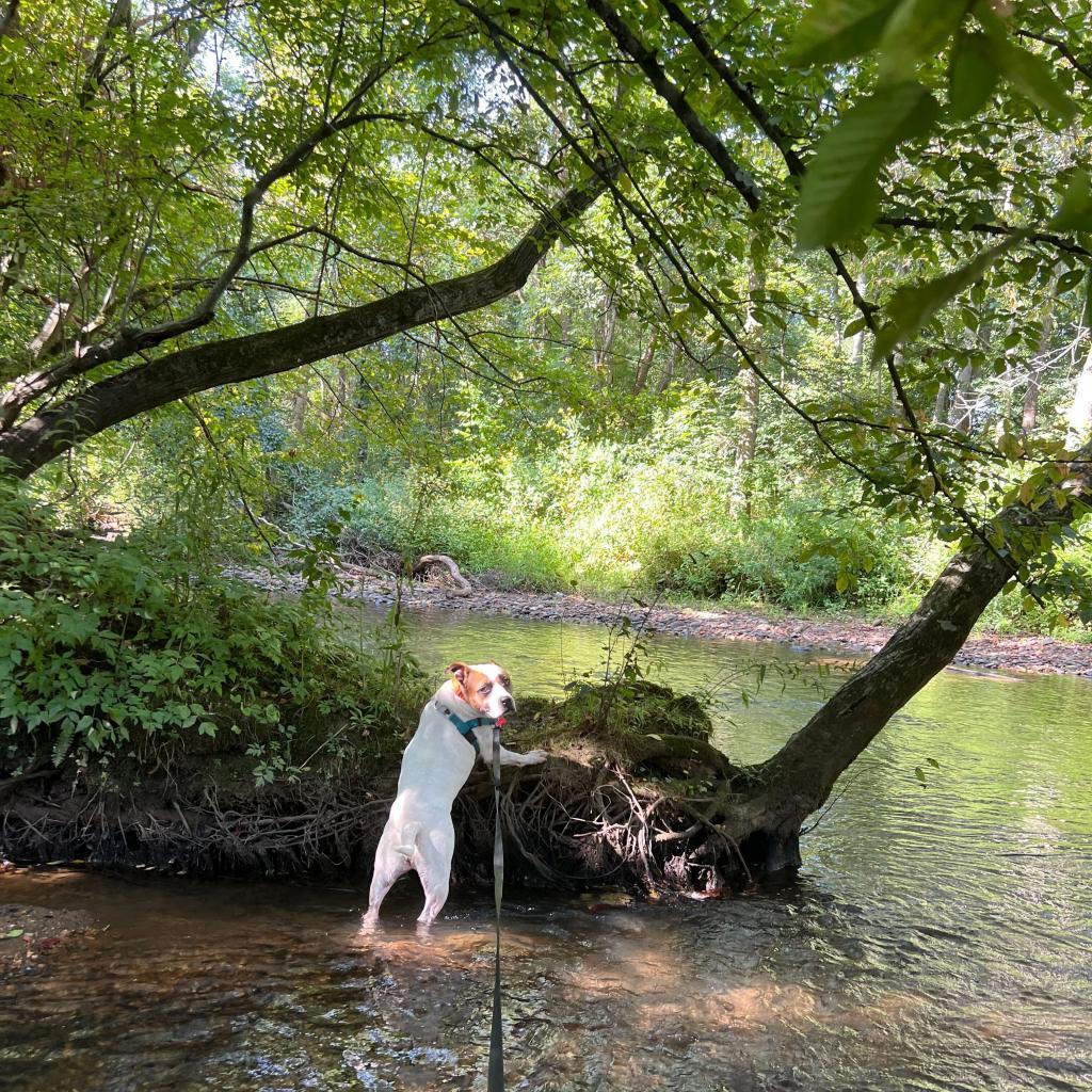 Roxy, Adoptable, Adult Female American Bulldog & Mixed Breed.