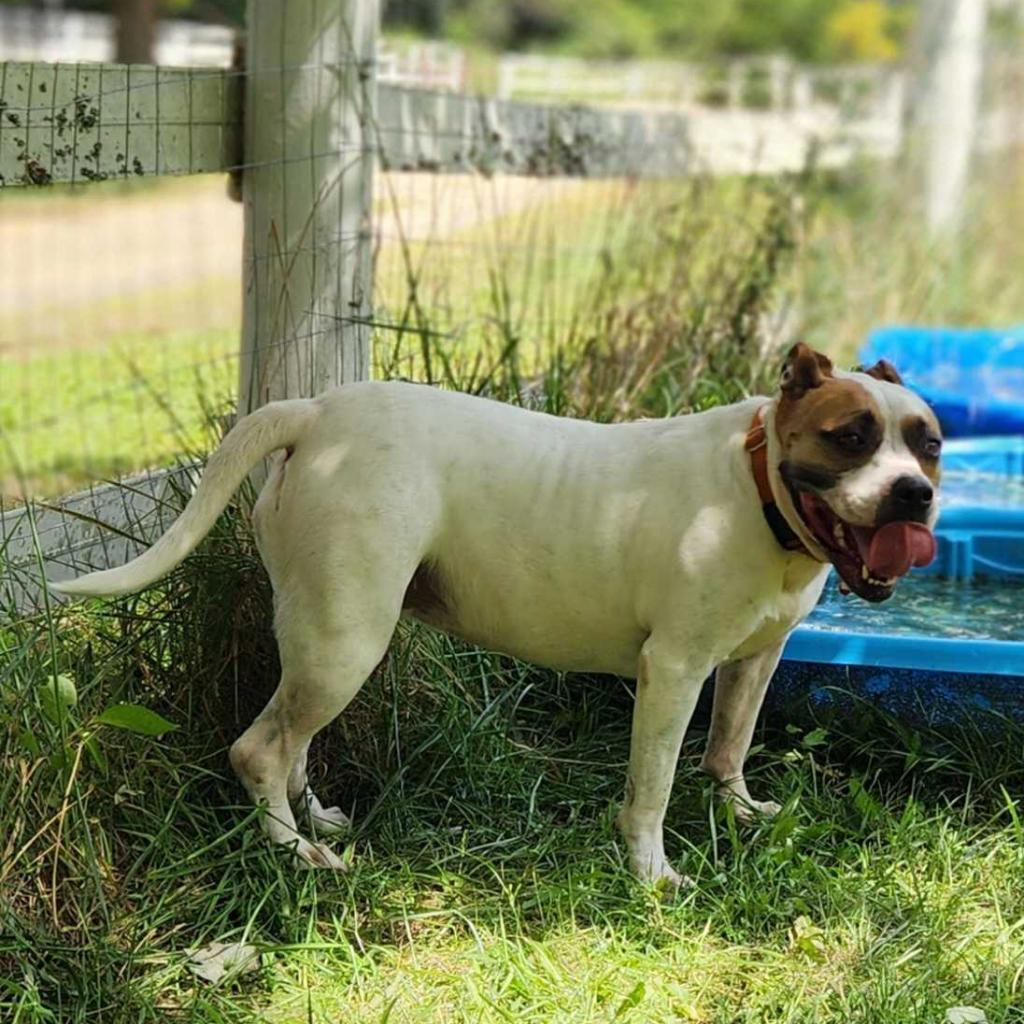 Enlarge Roxy, a Adoptable mixed breed in Waynesville, NC image 2/6