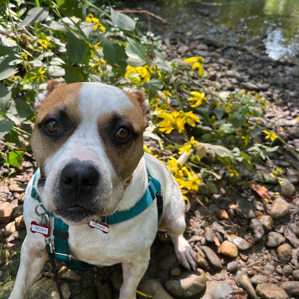 Enlarge Roxy, a Adoptable mixed breed in Waynesville, NC image 3/6