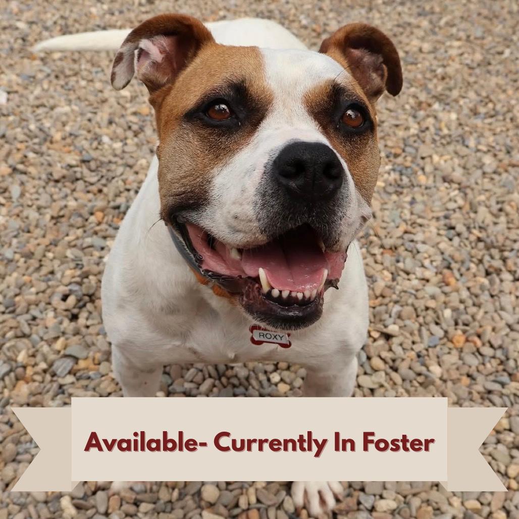 Enlarge Roxy, a Adoptable mixed breed in Waynesville, NC image 5/6