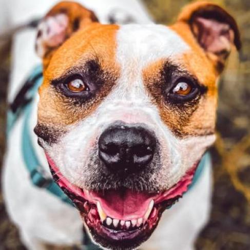 Enlarge Roxy, a Adoptable mixed breed in Waynesville, NC image 6/6