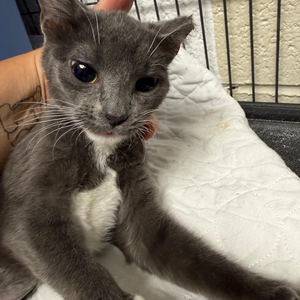Buttons-C, Adoptable, Young Female Domestic Short Hair.