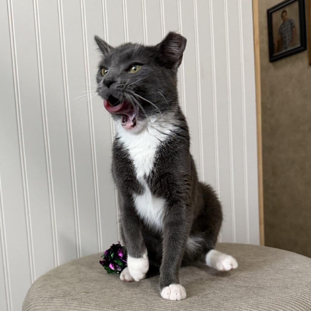 Enlarge Buttons-C, a Adoptable Domestic Short Hair in East Saint Louis, IL image 2/5