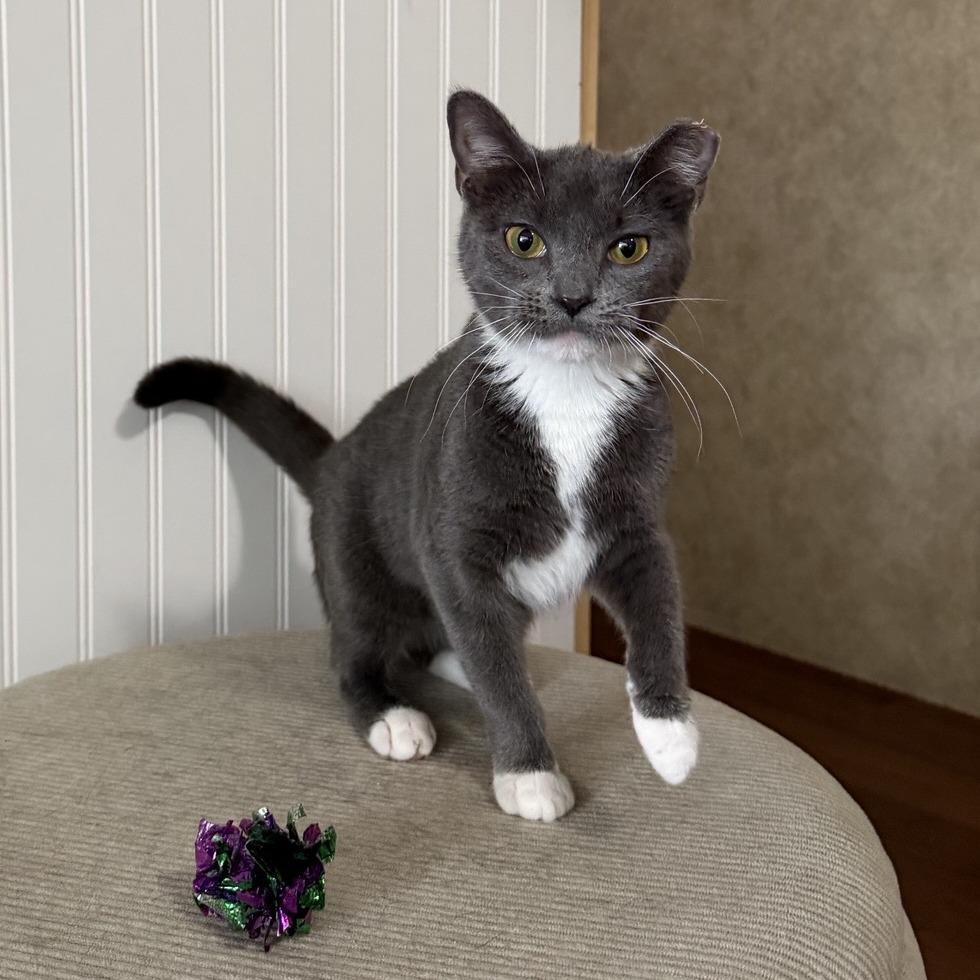 Enlarge Buttons-C, a Adoptable Domestic Short Hair in East Saint Louis, IL image 3/5