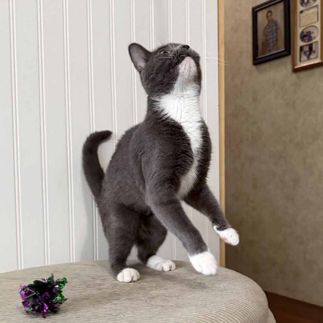 Enlarge Buttons-C, a Adoptable Domestic Short Hair in East Saint Louis, IL image 4/5