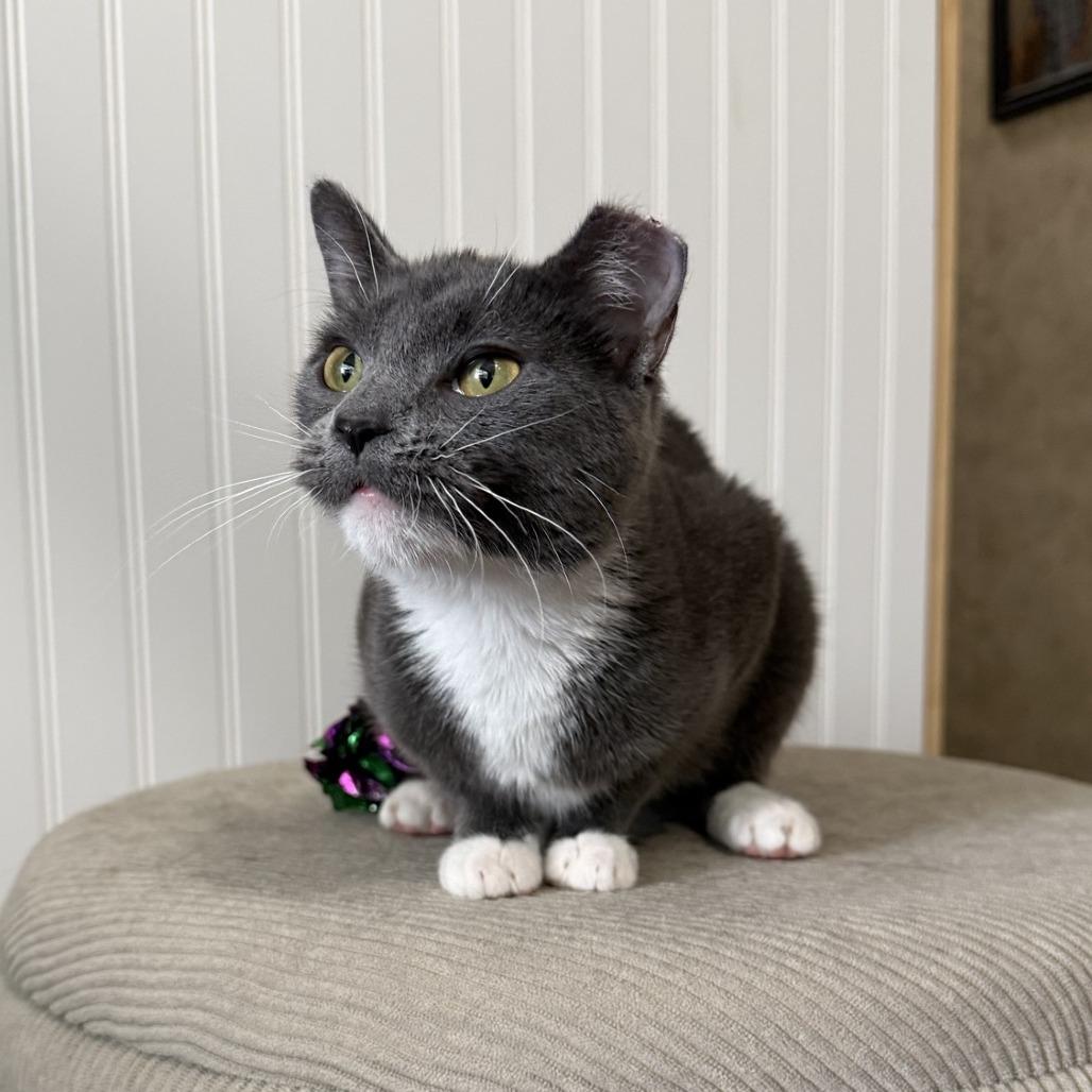 Enlarge Buttons-C, a Adoptable Domestic Short Hair in East Saint Louis, IL image 5/5