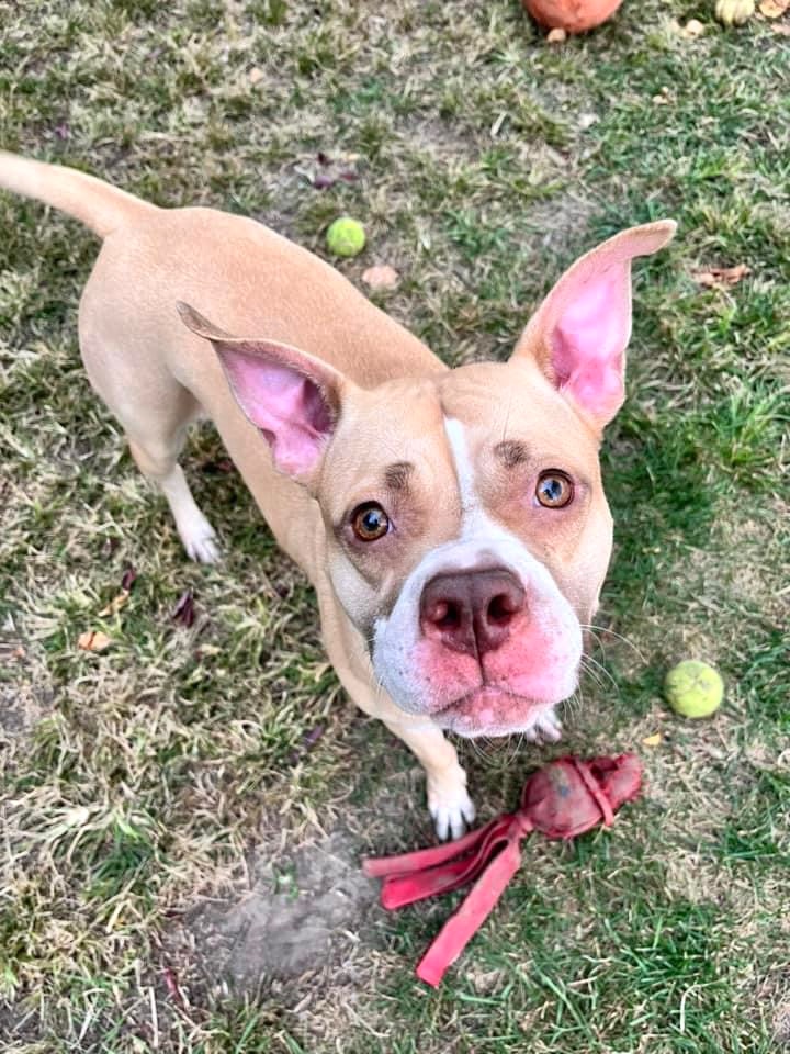 Fluxx, Young Female Pit Bull Terrier