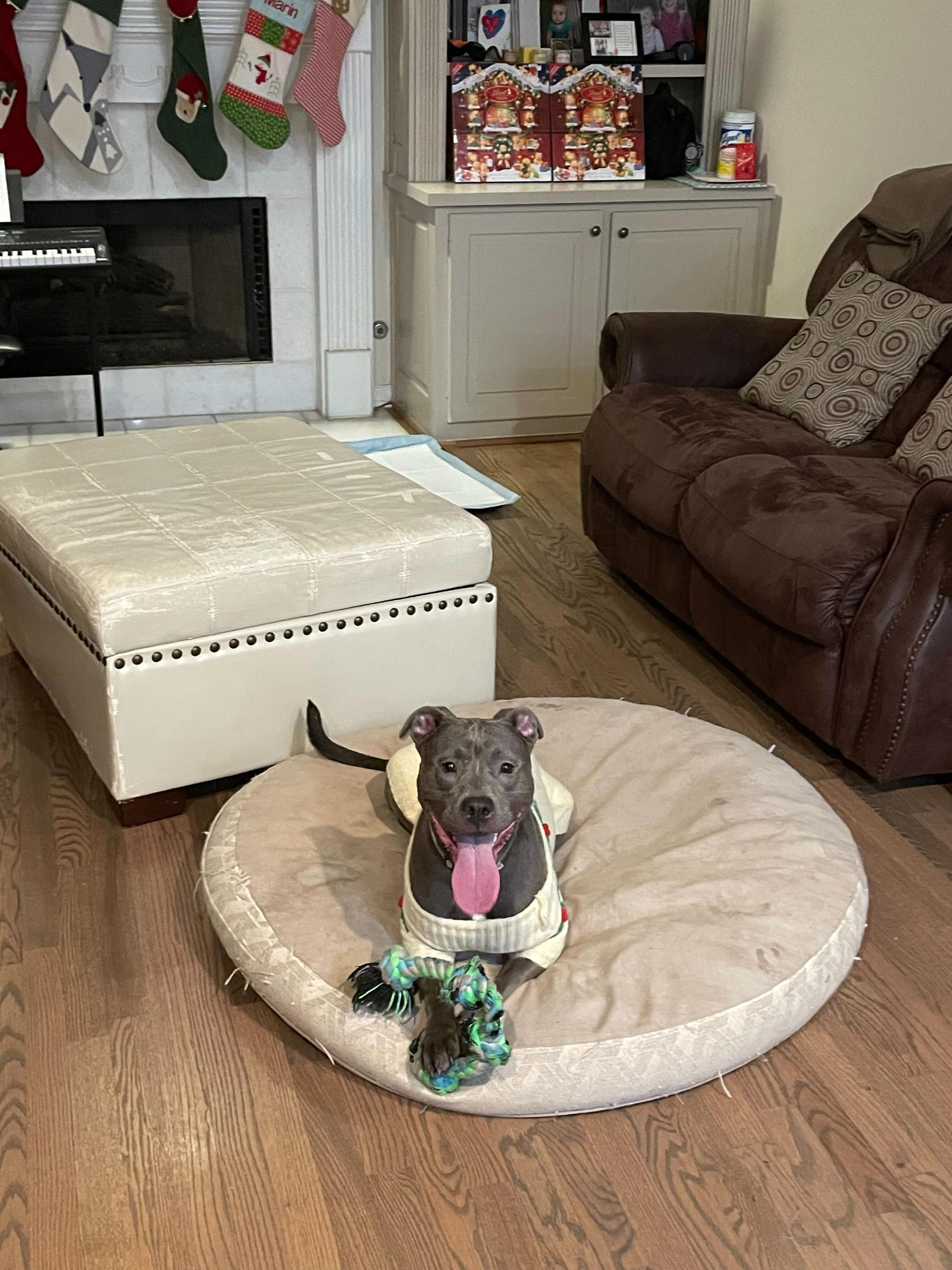 Stella, Adoptable, Adult Female Pit Bull Terrier.