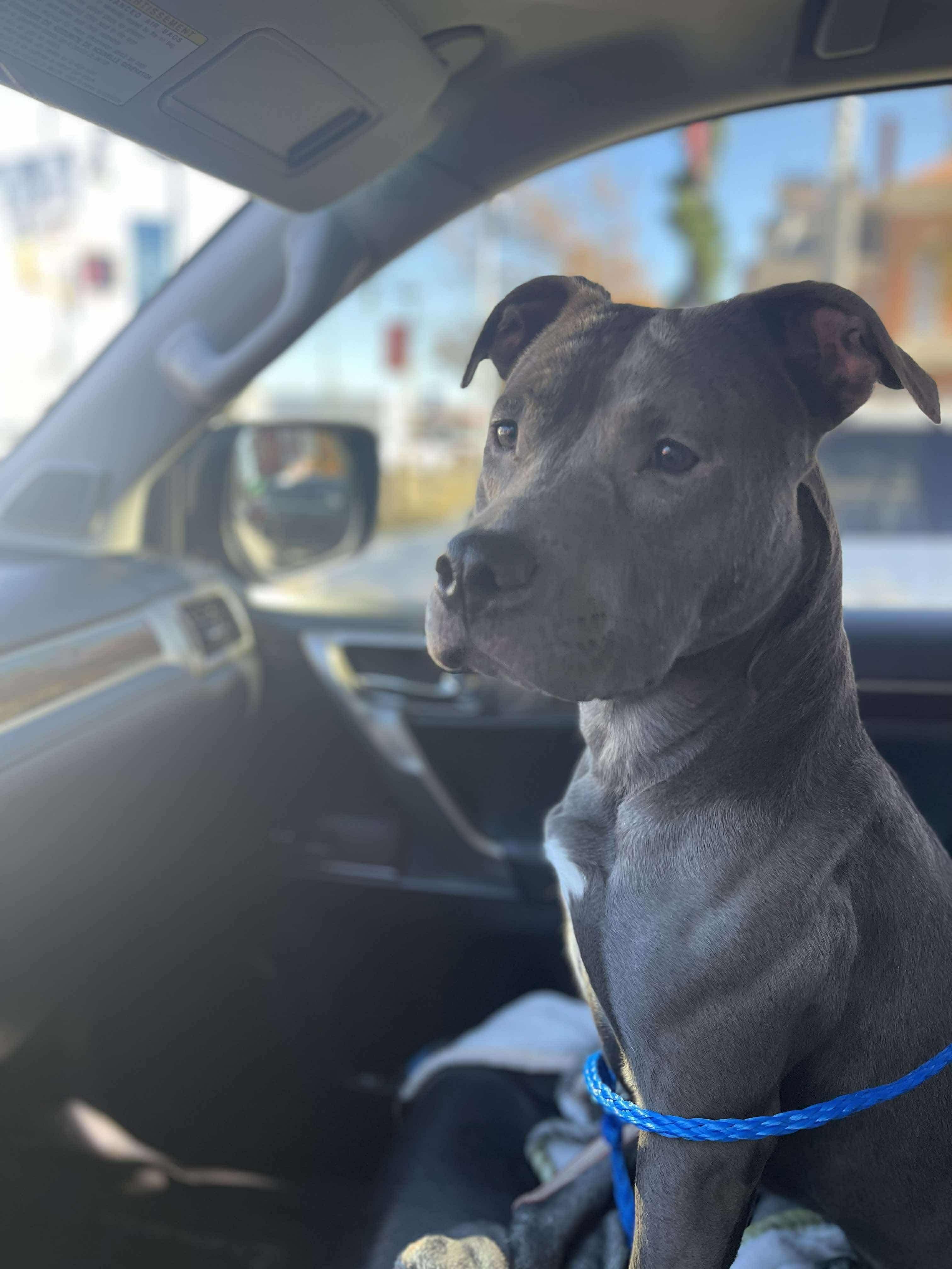 URGENT STELLA, Adoptable, Adult Female Pit Bull Terrier.