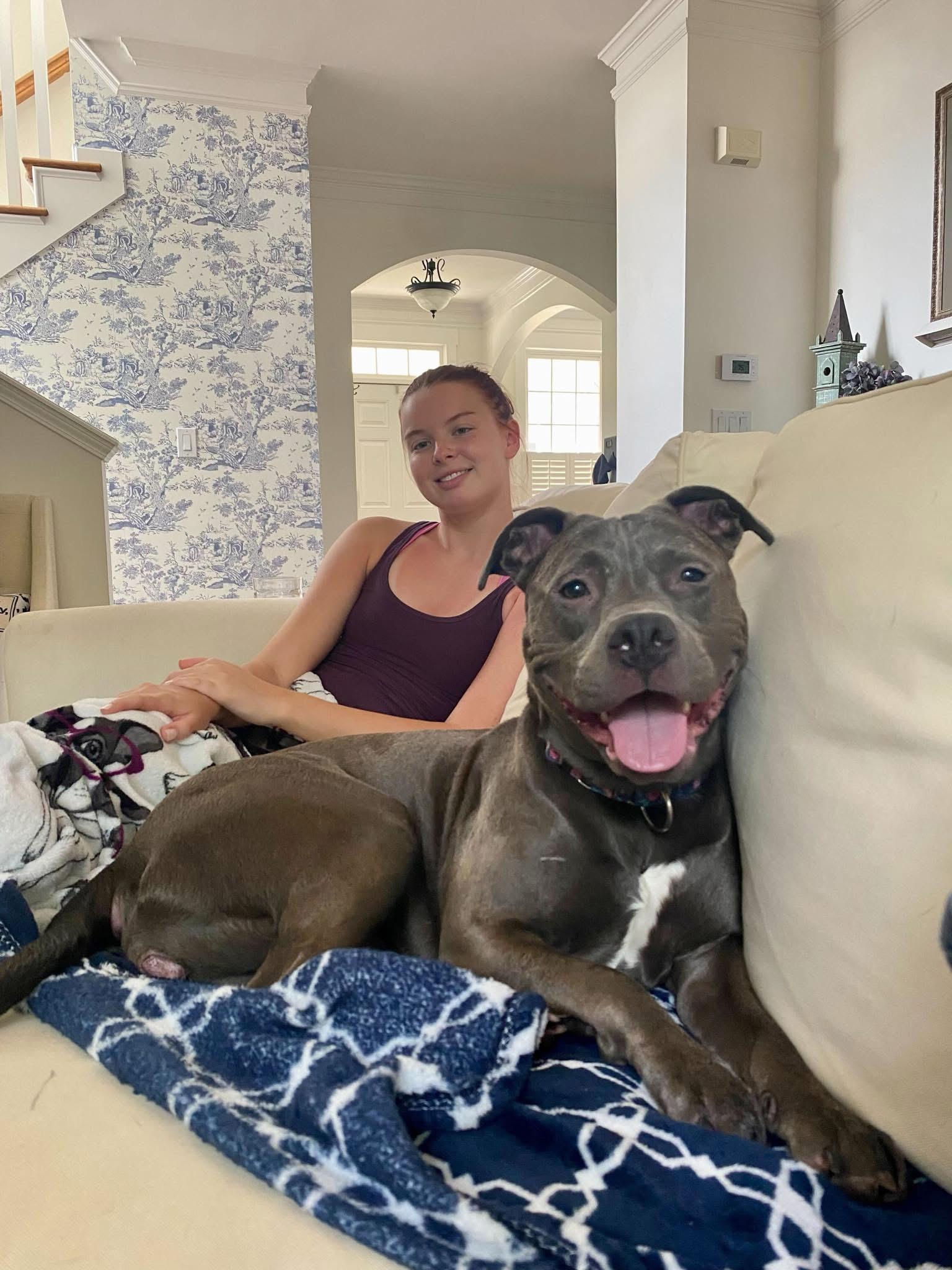 Stella, Adoptable, Young Female Pit Bull Terrier.