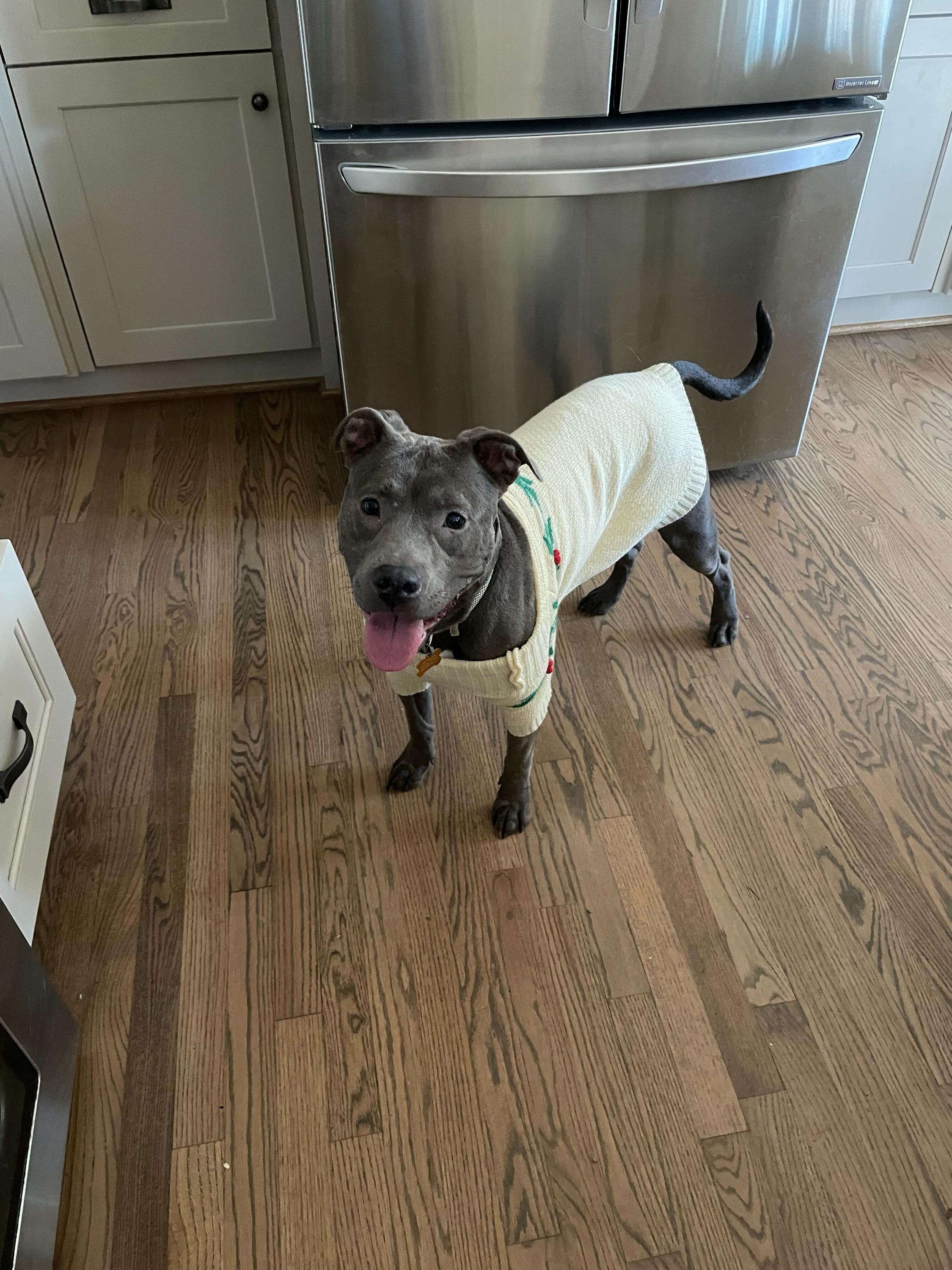 Enlarge Stella, a Adoptable mixed breed in Winder, GA image 4/6