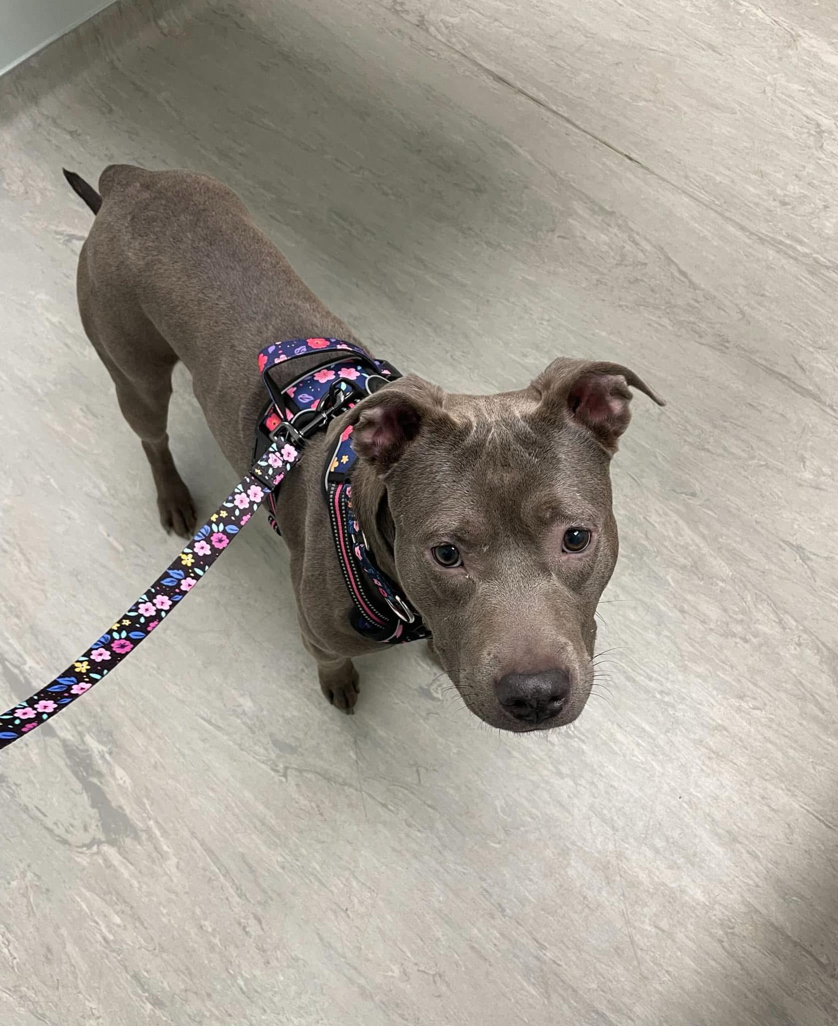 Enlarge Stella, a Adoptable mixed breed in Winder, GA image 6/6