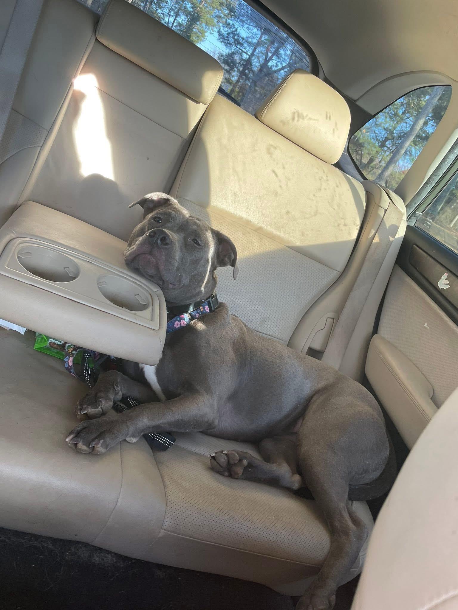 Enlarge Stella, a Adoptable mixed breed in Winder, GA image 2/3