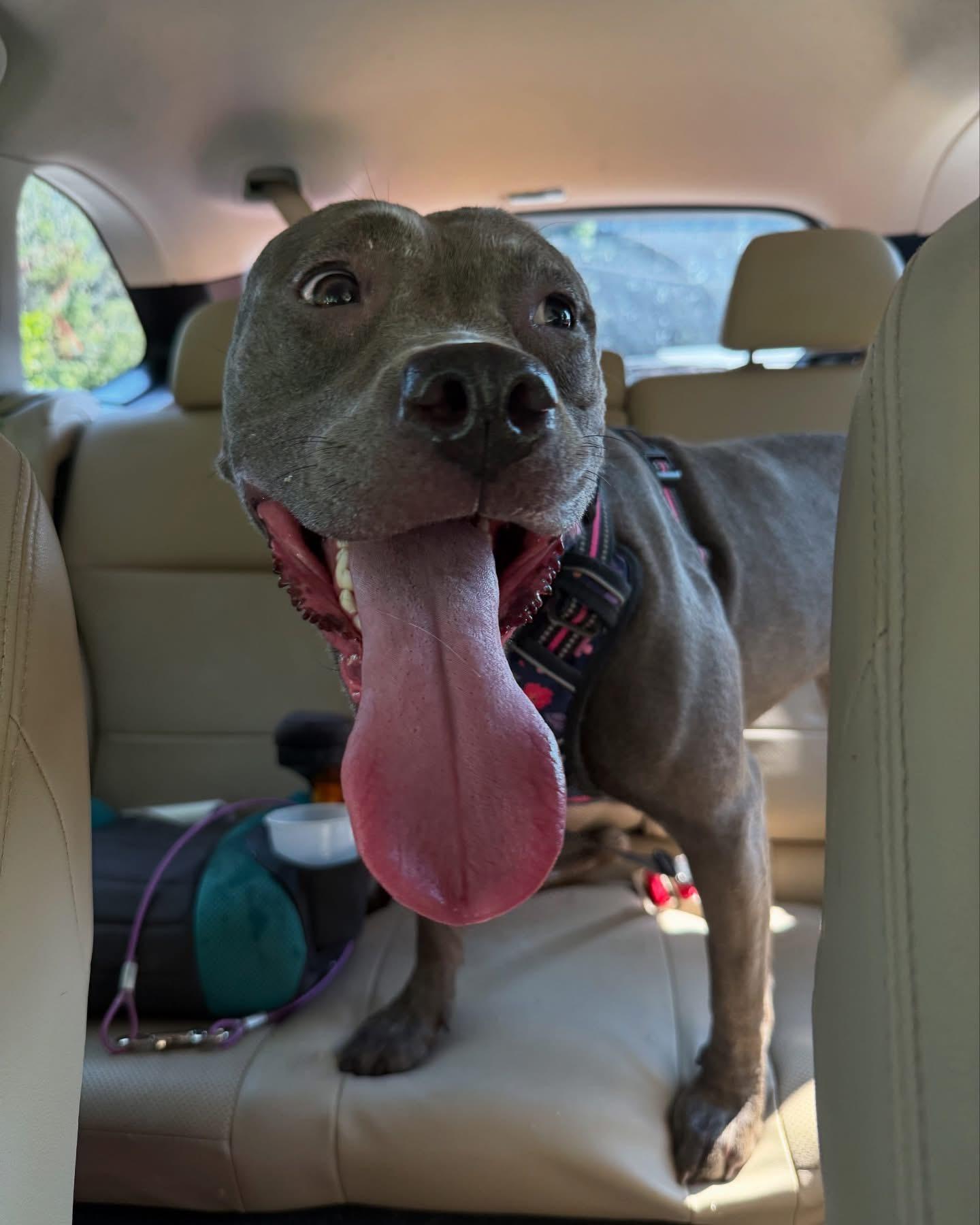 Enlarge Stella, a Adoptable mixed breed in Winder, GA image 3/3