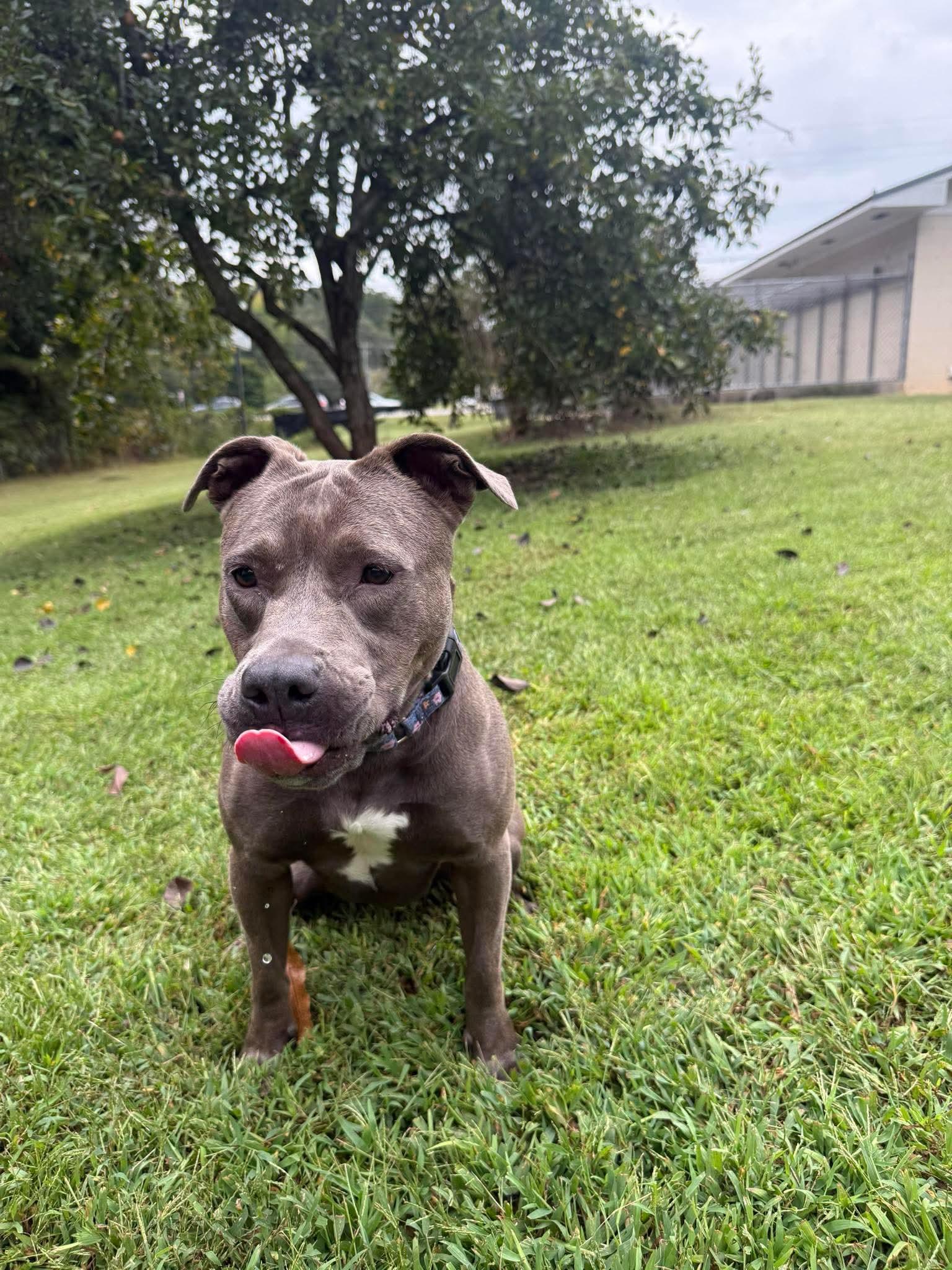 URGENT STELLA, a Adoptable mixed breed in Winder, GA image 6/6
