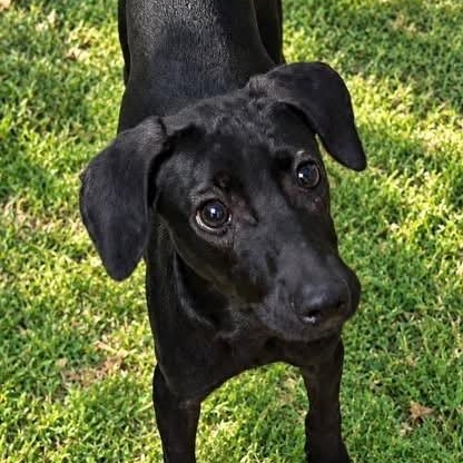 Charlie, Adoptable, Puppy Male Miniature Pinscher.