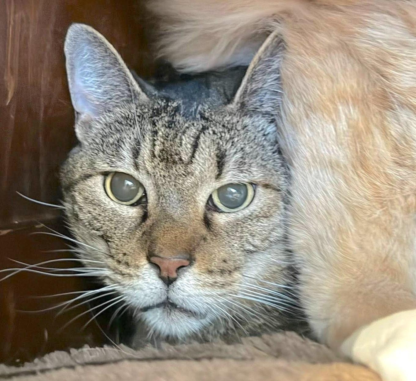 Frank, adoptable, Senior Male Tabby & Domestic Medium Hair.
