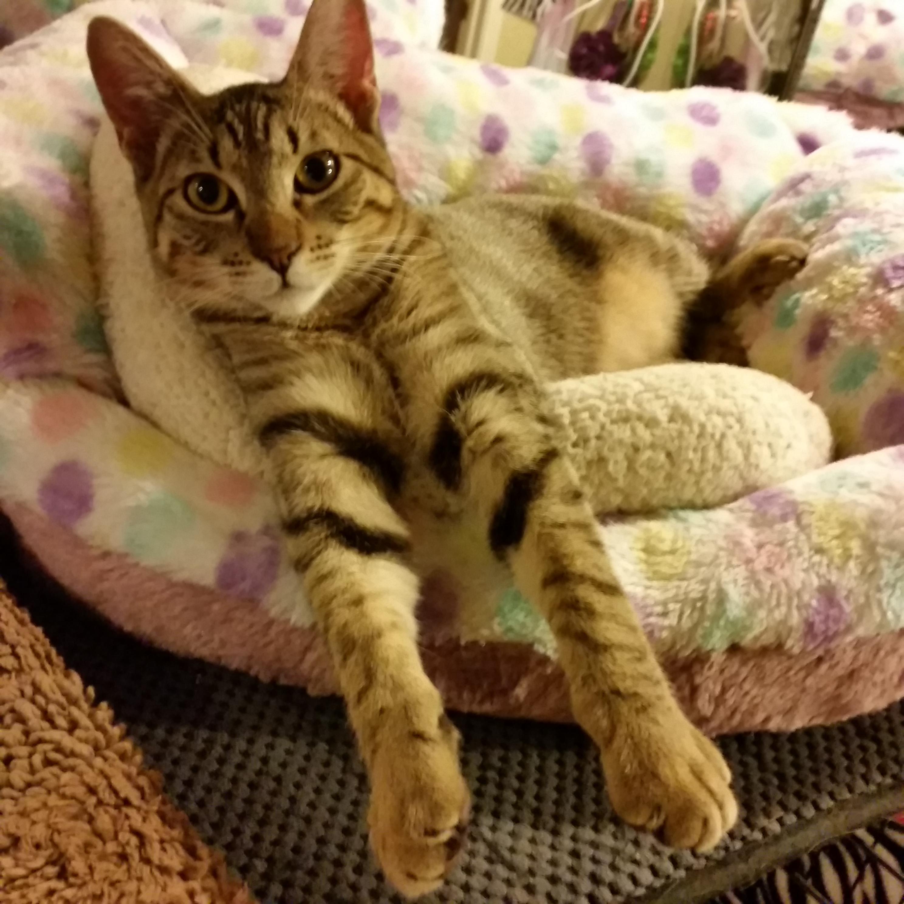 Frank, a Adoptable mixed breed in Houston, TX image 1/6