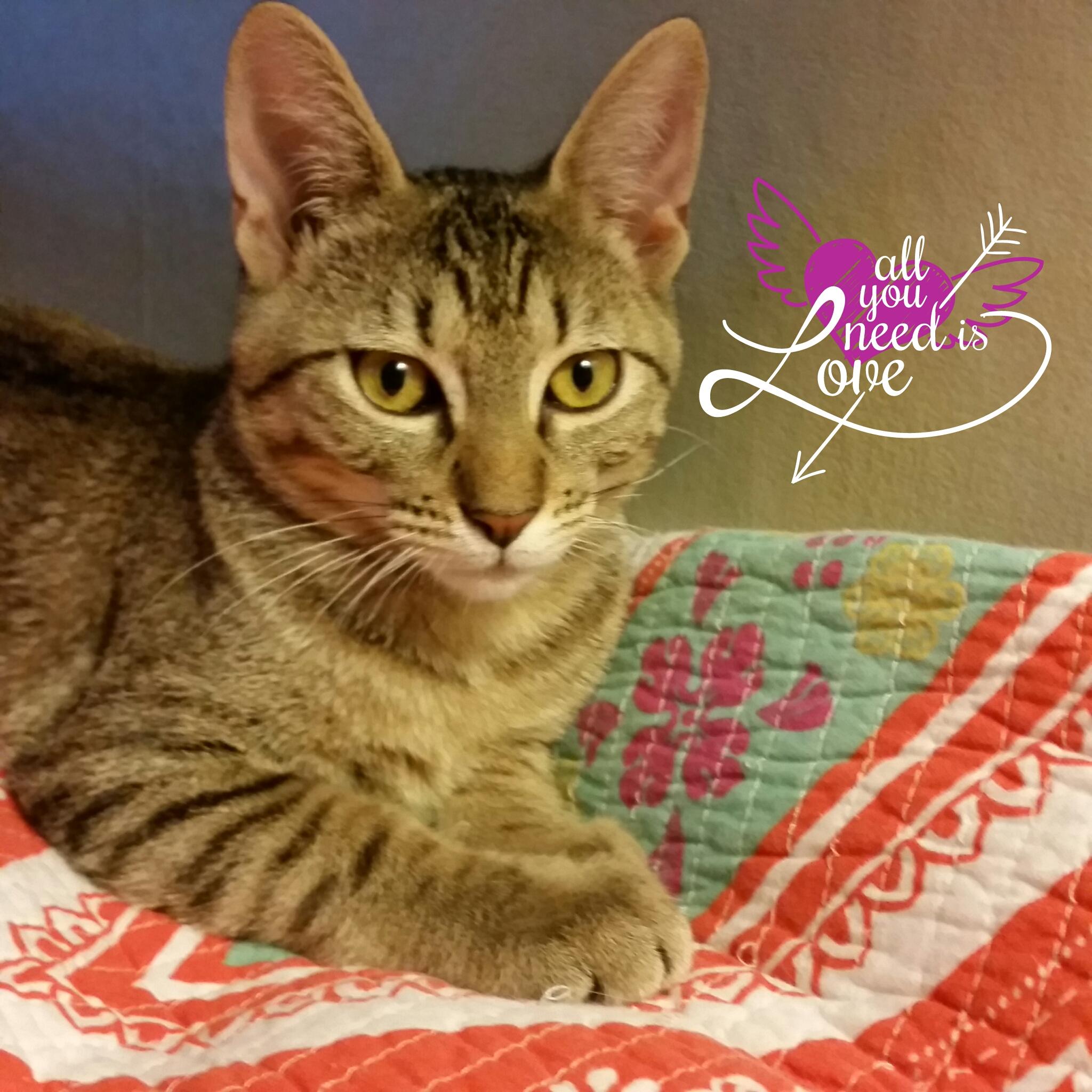 Frank, a Adoptable mixed breed in Houston, TX image 3/6