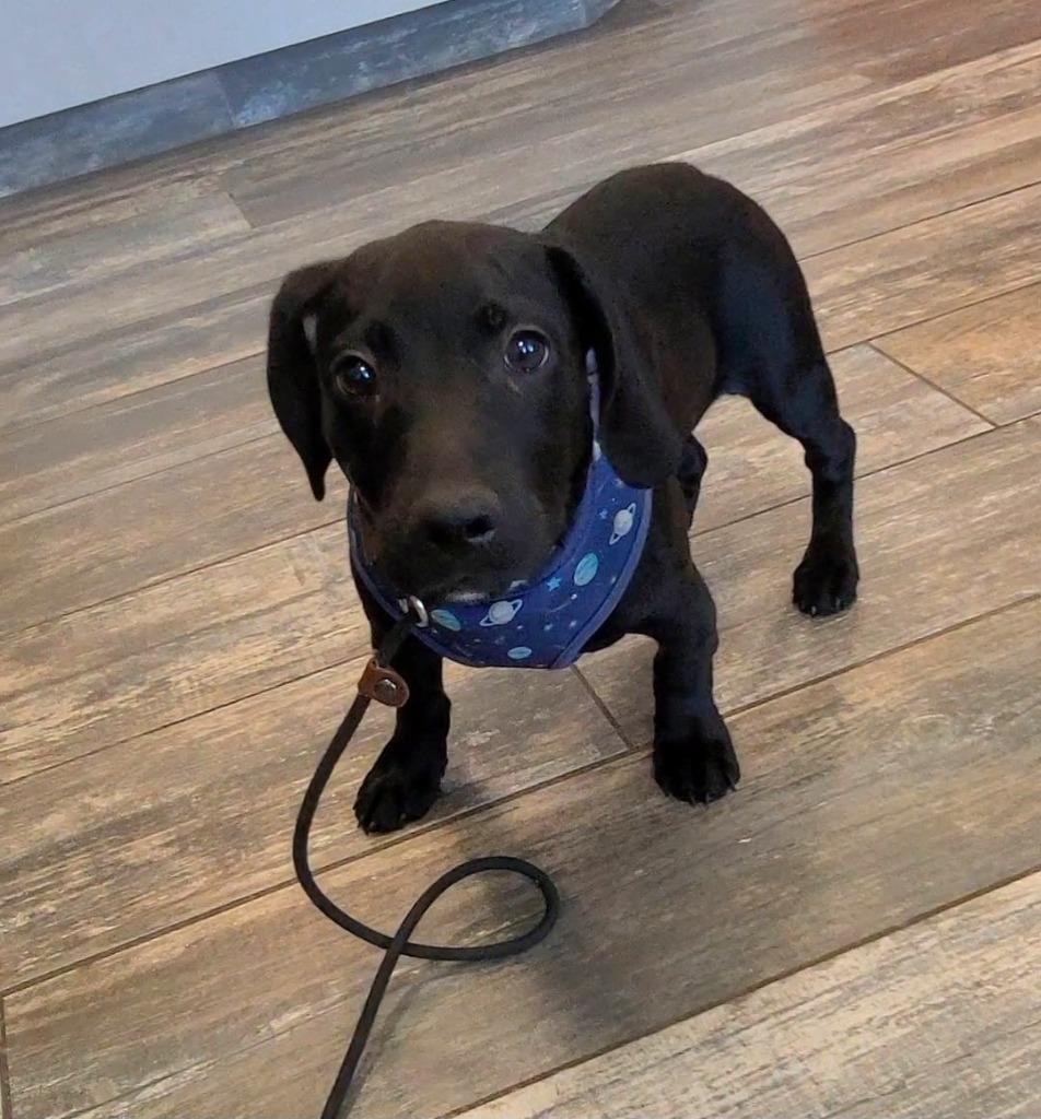 Enlarge Tot Yrly 235, a Adopted Dachshund in Sidney, OH image 1/2