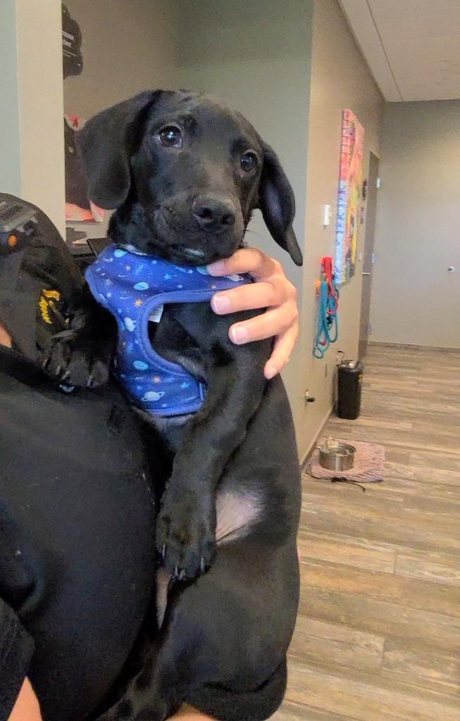 Enlarge Tot Yrly 235, a Adopted Dachshund in Sidney, OH image 2/2