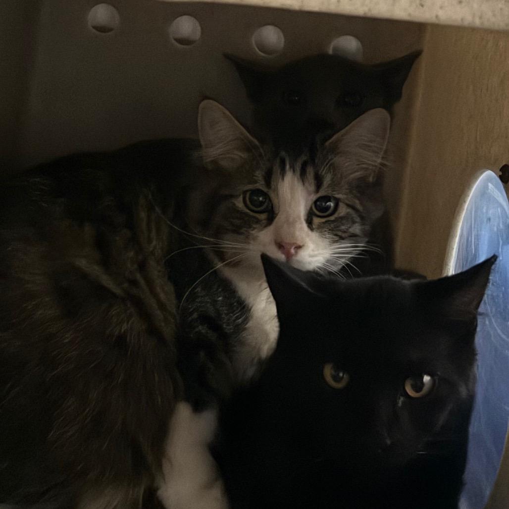 Nutmeg, Adoptable, Young Male Domestic Medium Hair.
