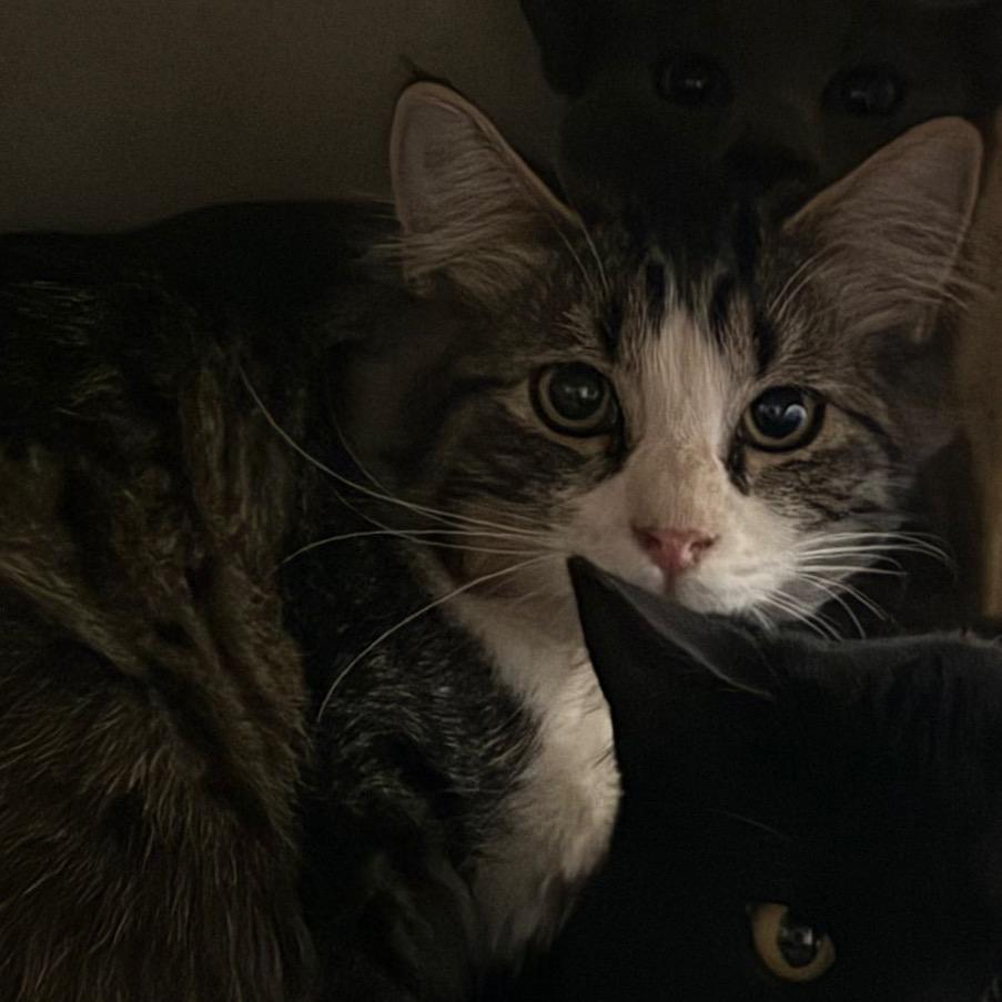 Enlarge Nutmeg, a Adoptable Domestic Medium Hair in Cedaredge, CO image 2/2