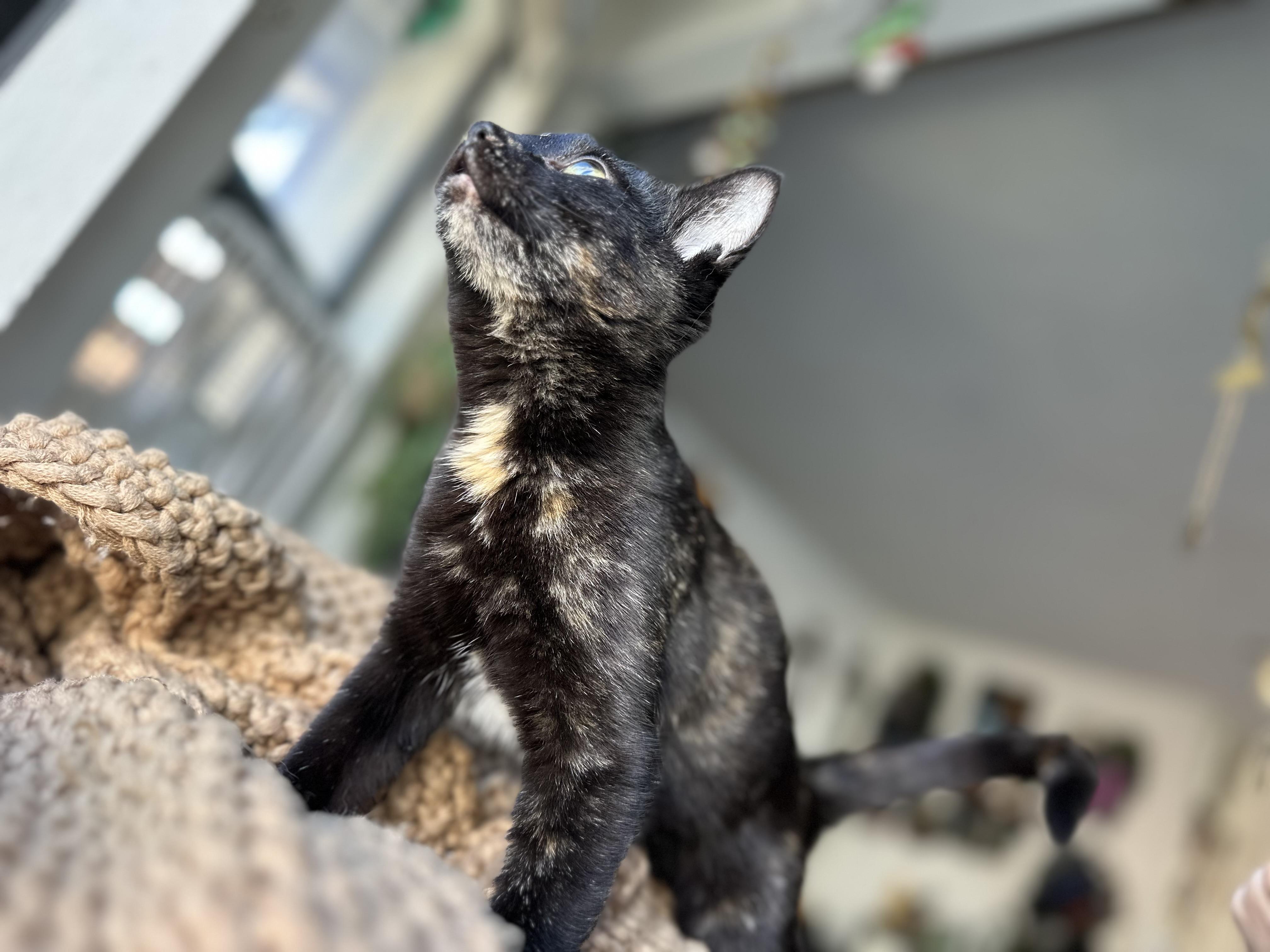 Enlarge Shark Bait, an adopted Domestic Short Hair in Garden Grove, CA image 3/4