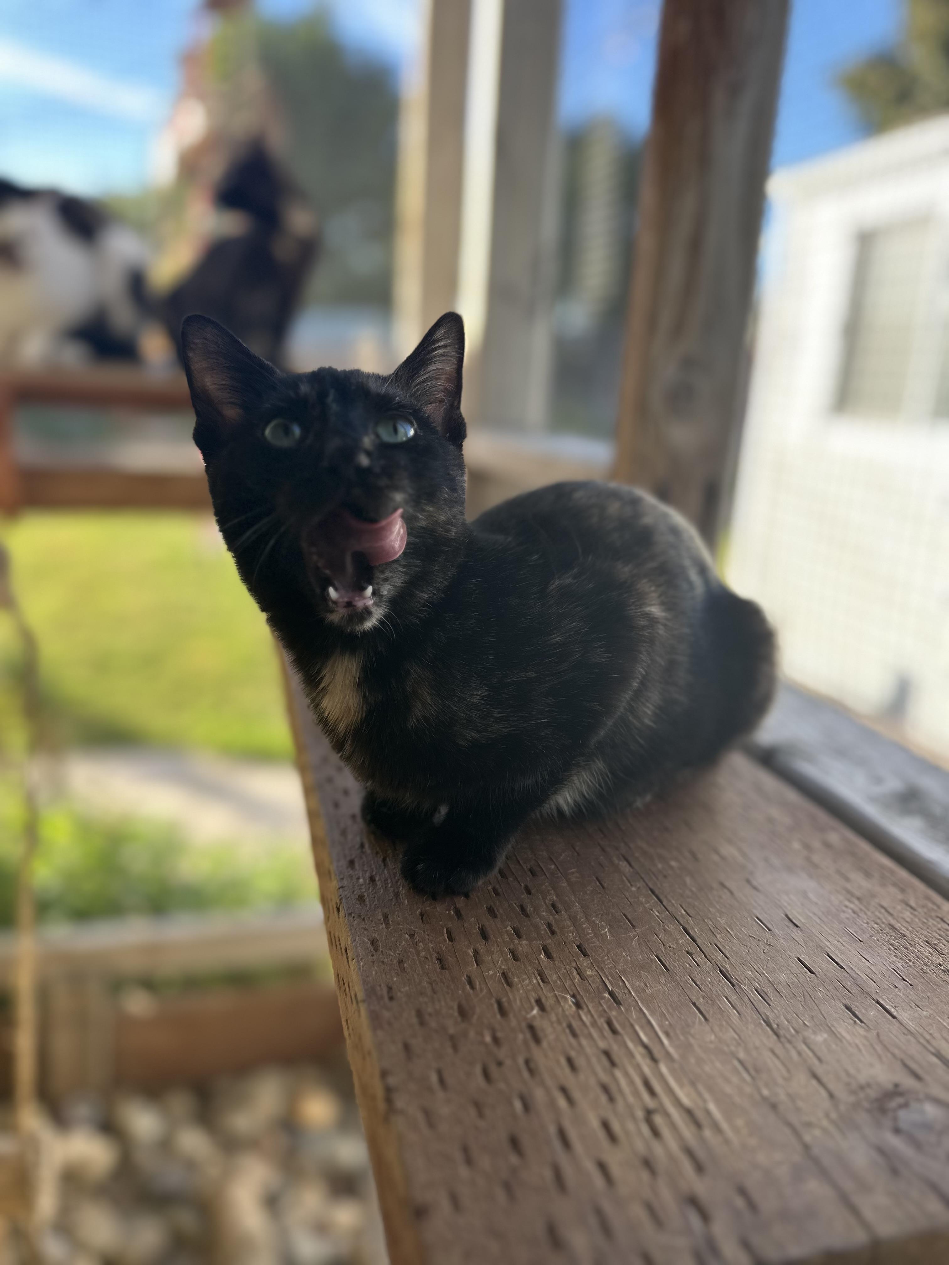 Shark Bait, adopted, Young Female Domestic Short Hair.