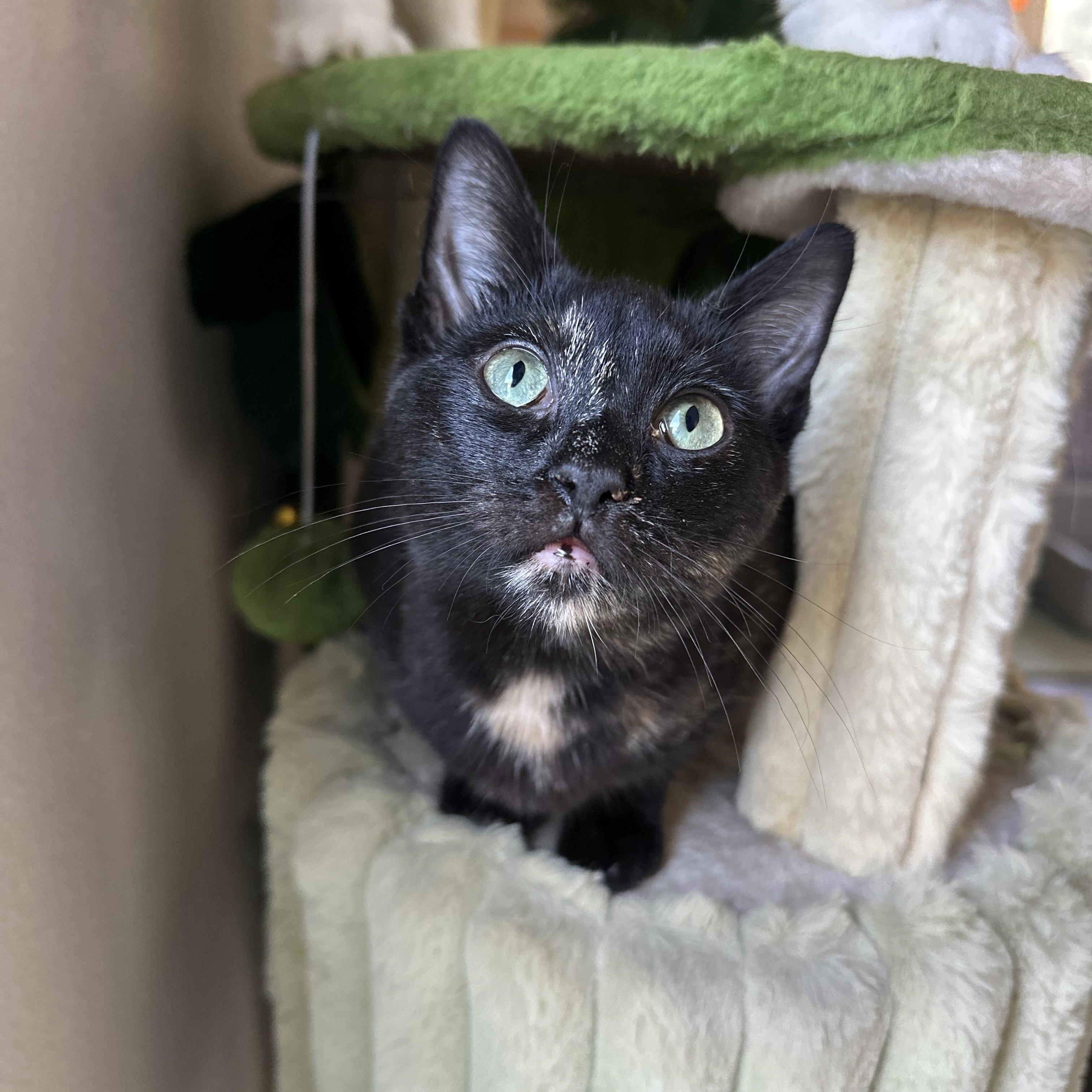 Enlarge Shark Bait, an adopted Domestic Short Hair in Garden Grove, CA image 4/4