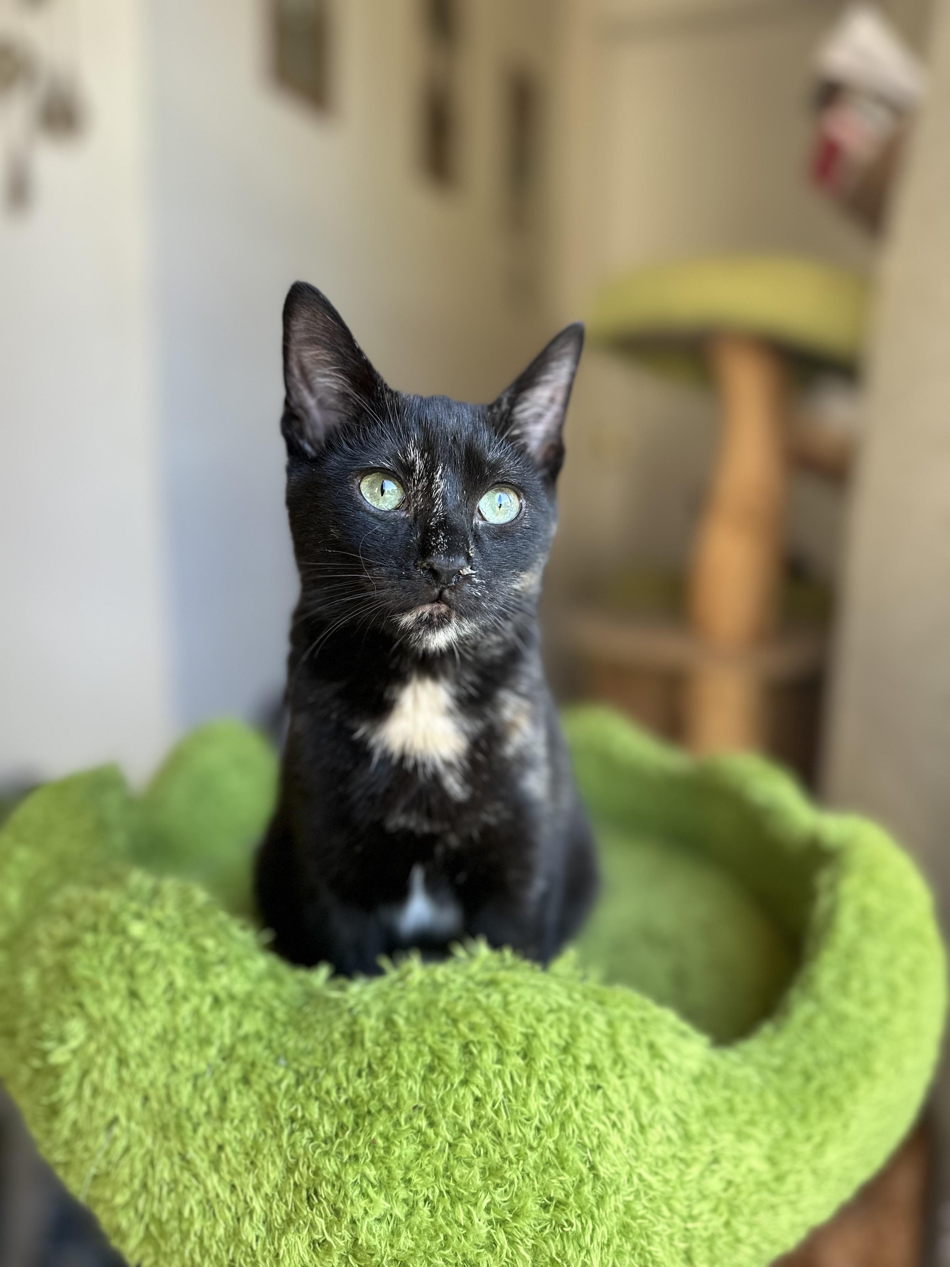 Enlarge Shark Bait, an adopted Domestic Short Hair in Garden Grove, CA image 2/4