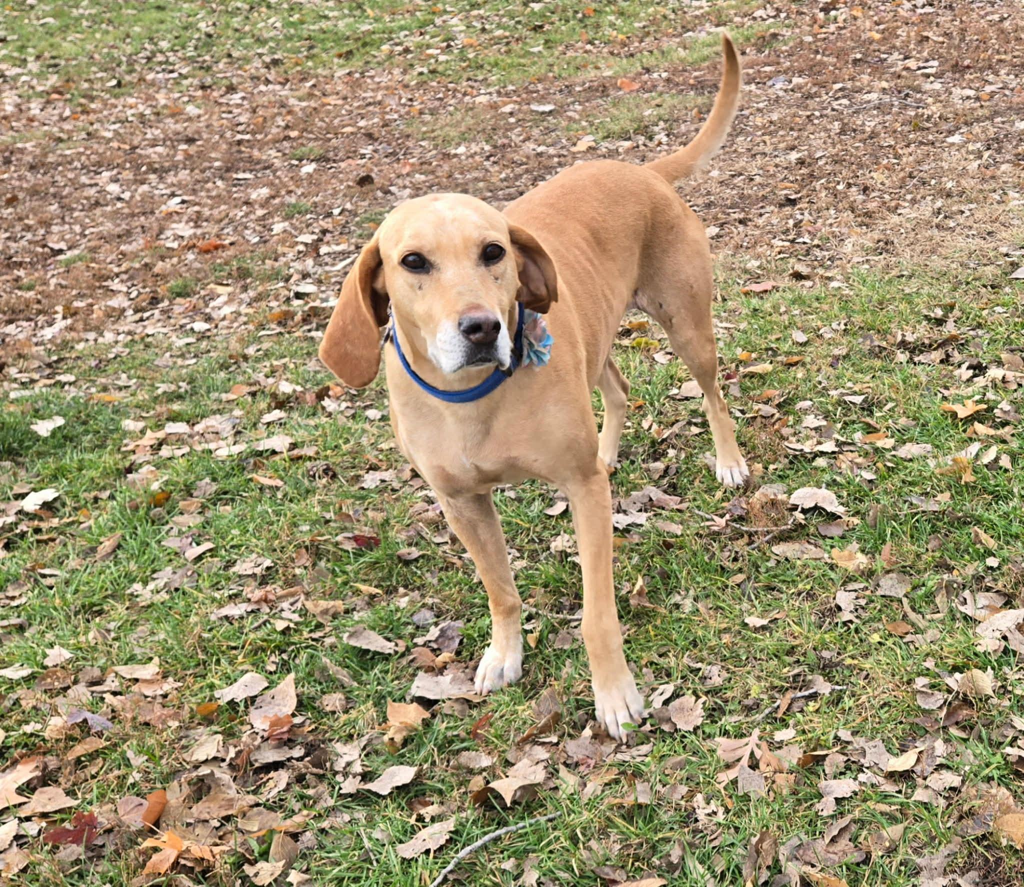 Enlarge Zoe, a Adoptable mixed breed in Warrenville, IL image 4/6