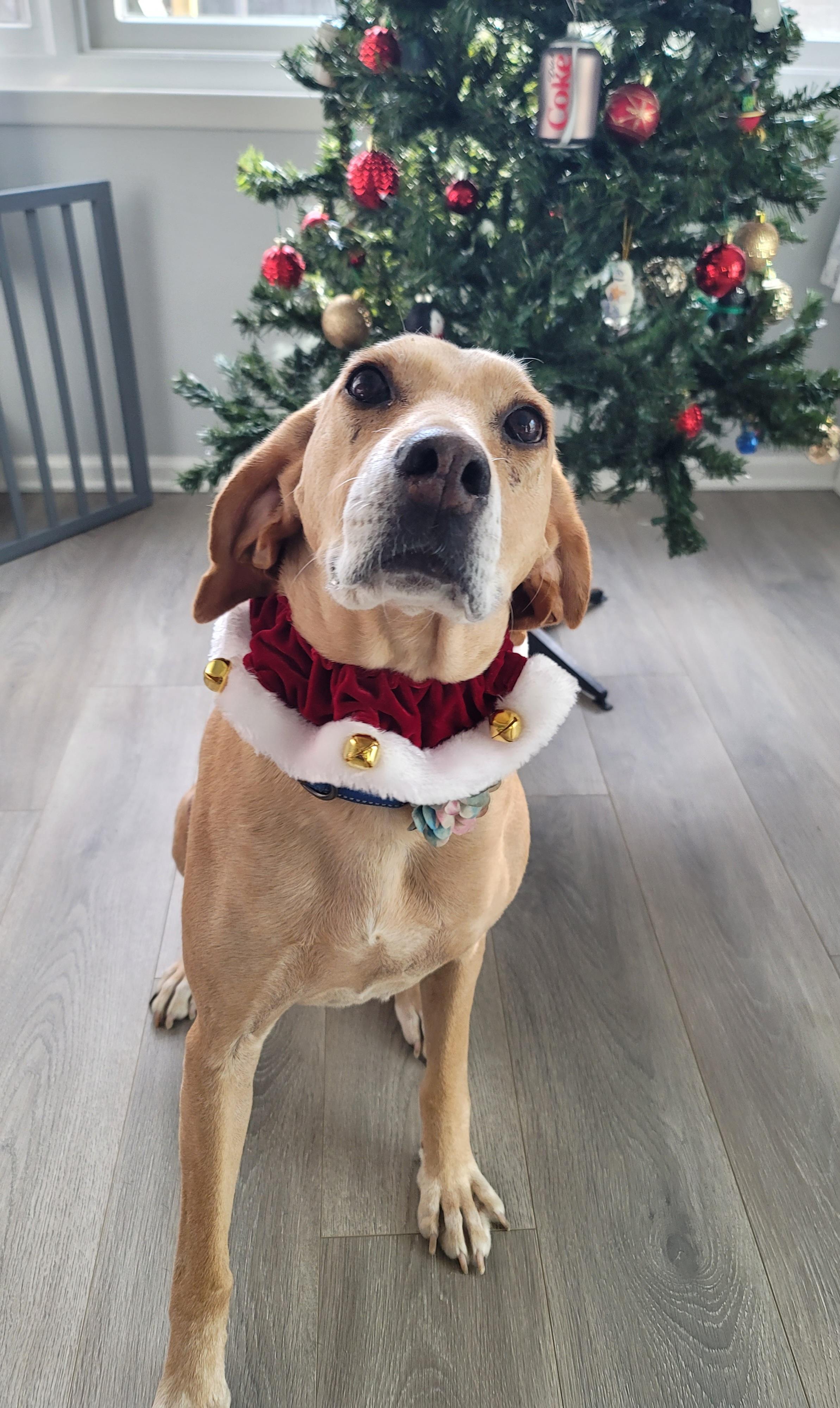 Zoe, Adoptable, Adult Female Yellow Labrador Retriever & Hound.