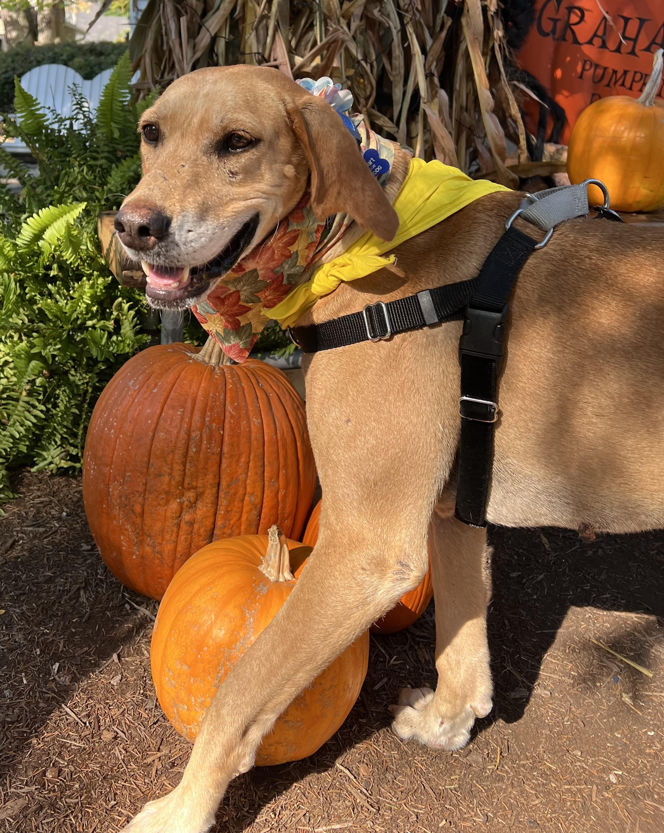 Enlarge Zoe, a Adoptable mixed breed in Warrenville, IL image 5/6