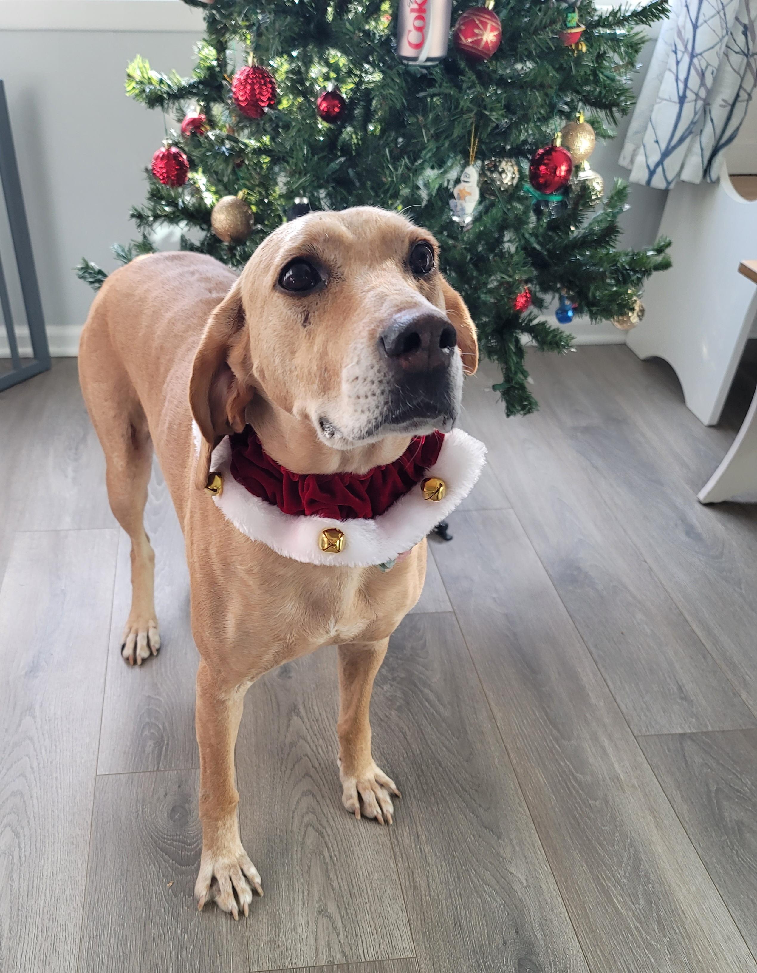 Enlarge Zoe, a Adoptable mixed breed in Warrenville, IL image 2/6