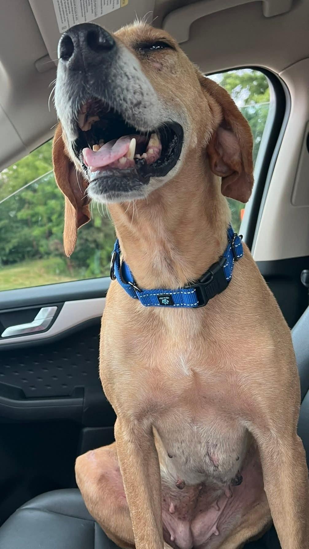 Enlarge Zoe, a Adoptable mixed breed in Warrenville, IL image 6/6