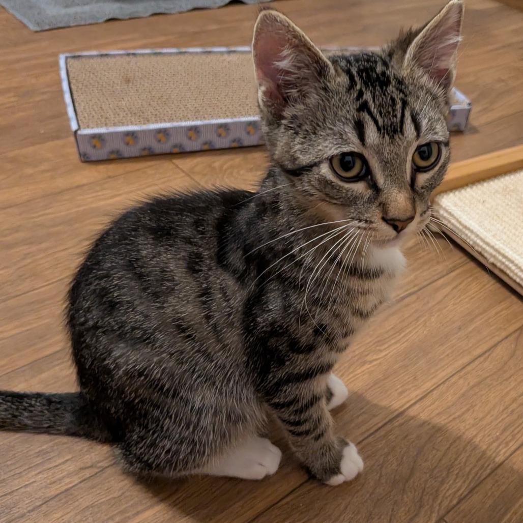 Crash, Adoptable, Kitten Male Domestic Medium Hair.