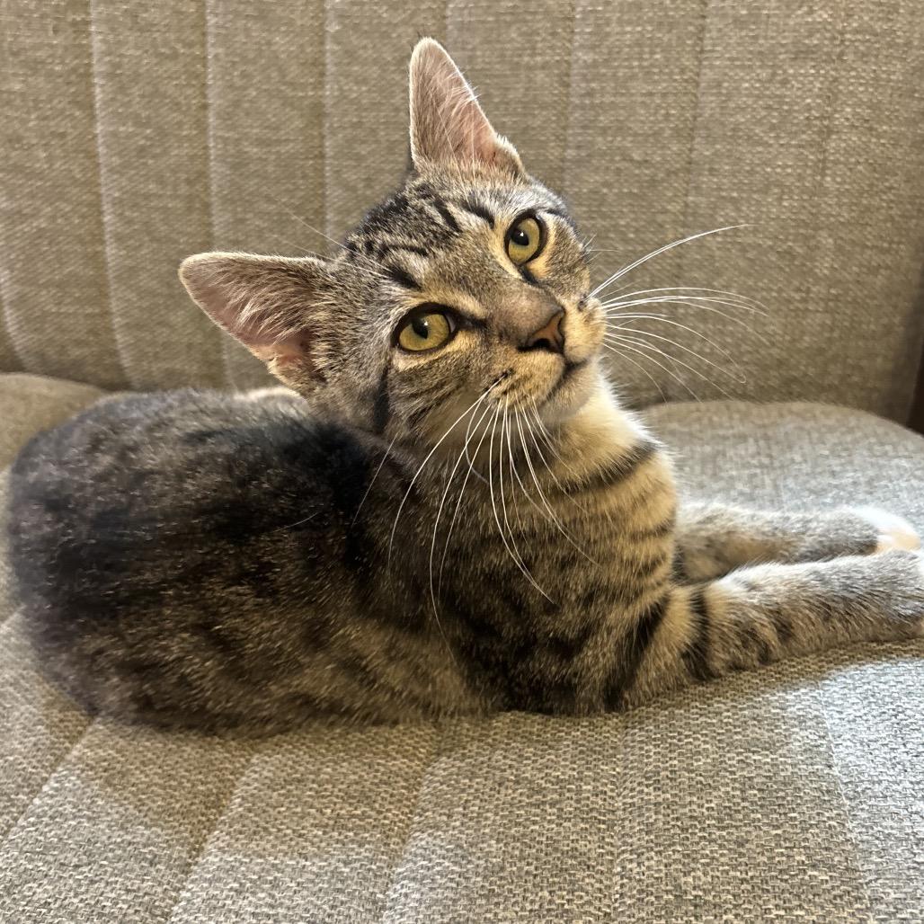 Crash, a Adoptable Domestic Medium Hair in Simpsonville, SC image 2/3
