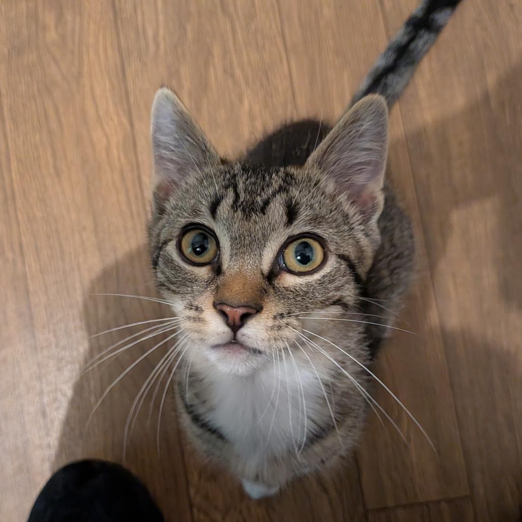 Crash, a Adoptable Domestic Medium Hair in Simpsonville, SC image 3/3