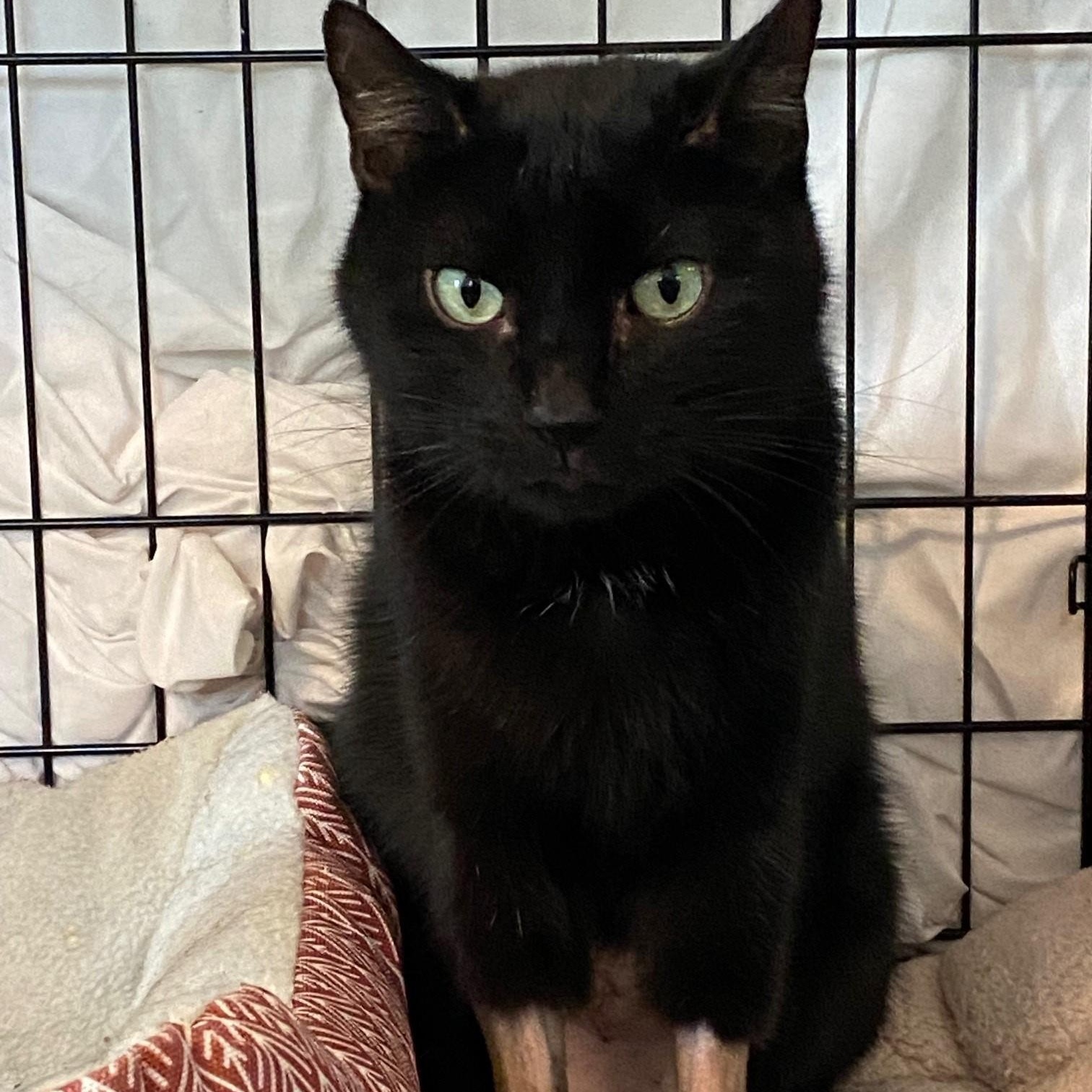 Phoenix, Senior Male Domestic Short Hair