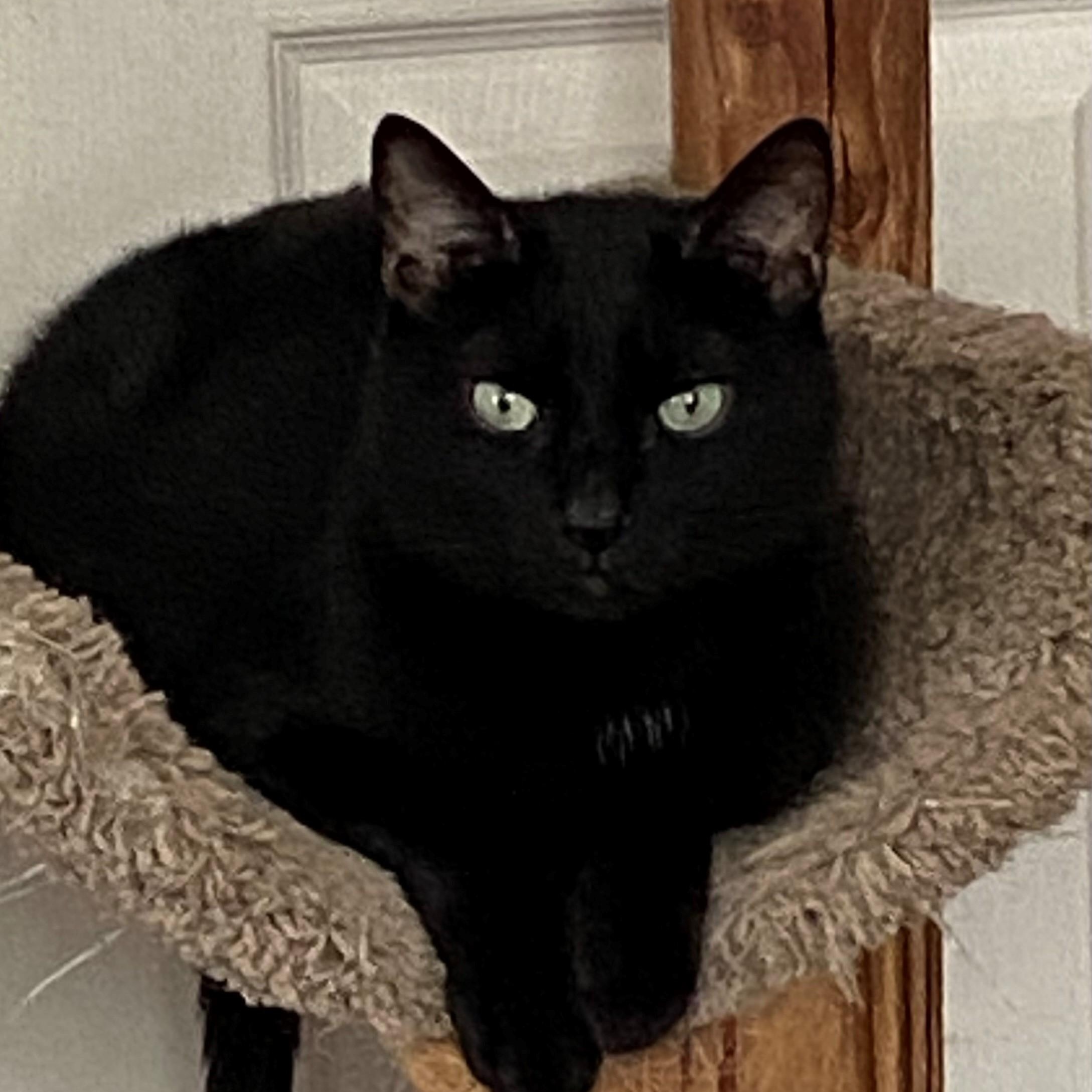 Phoenix, a Adoptable mixed breed in Columbus, OH image 2/4