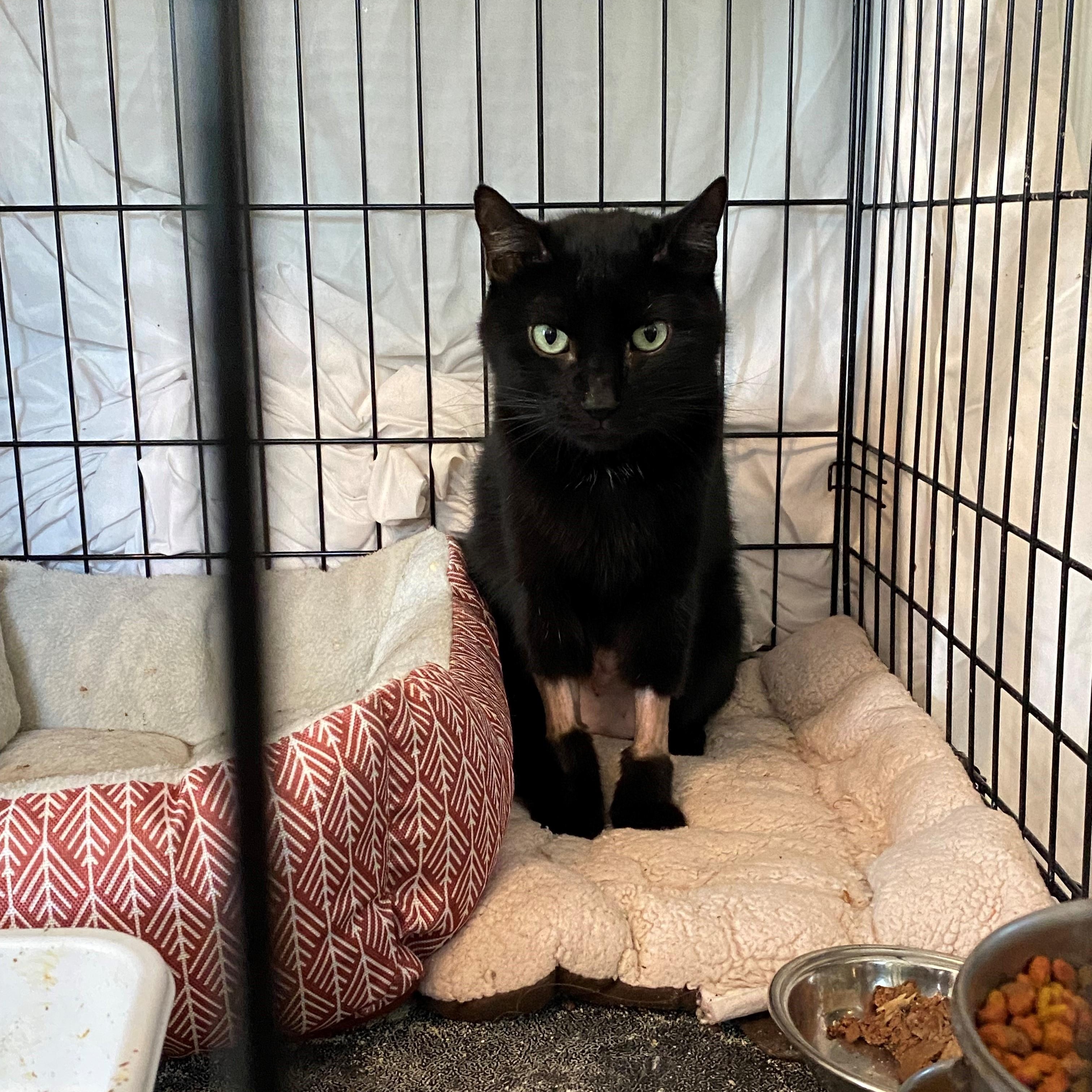 Phoenix, a Adoptable mixed breed in Columbus, OH image 3/4