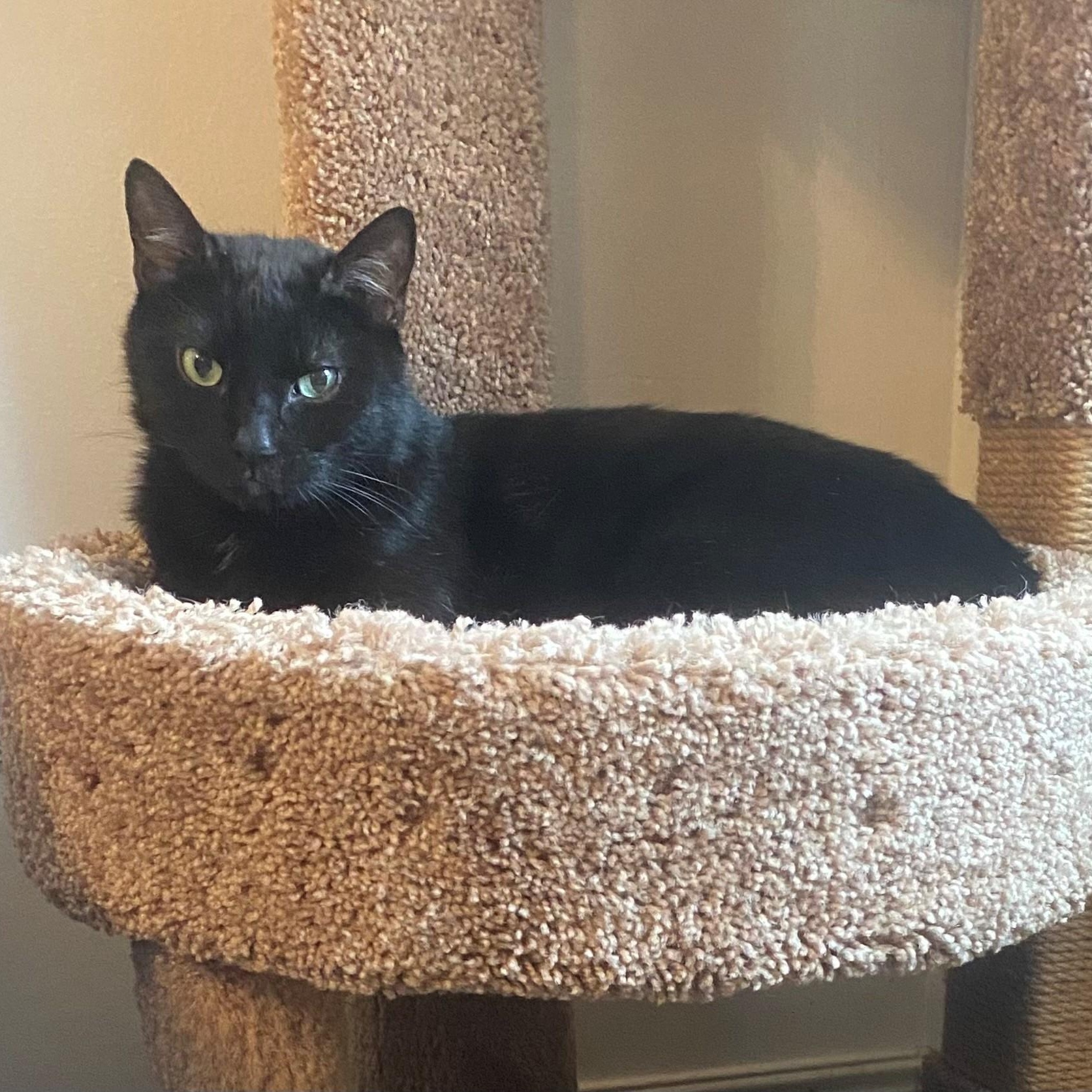 Phoenix, a Adoptable mixed breed in Columbus, OH image 4/4