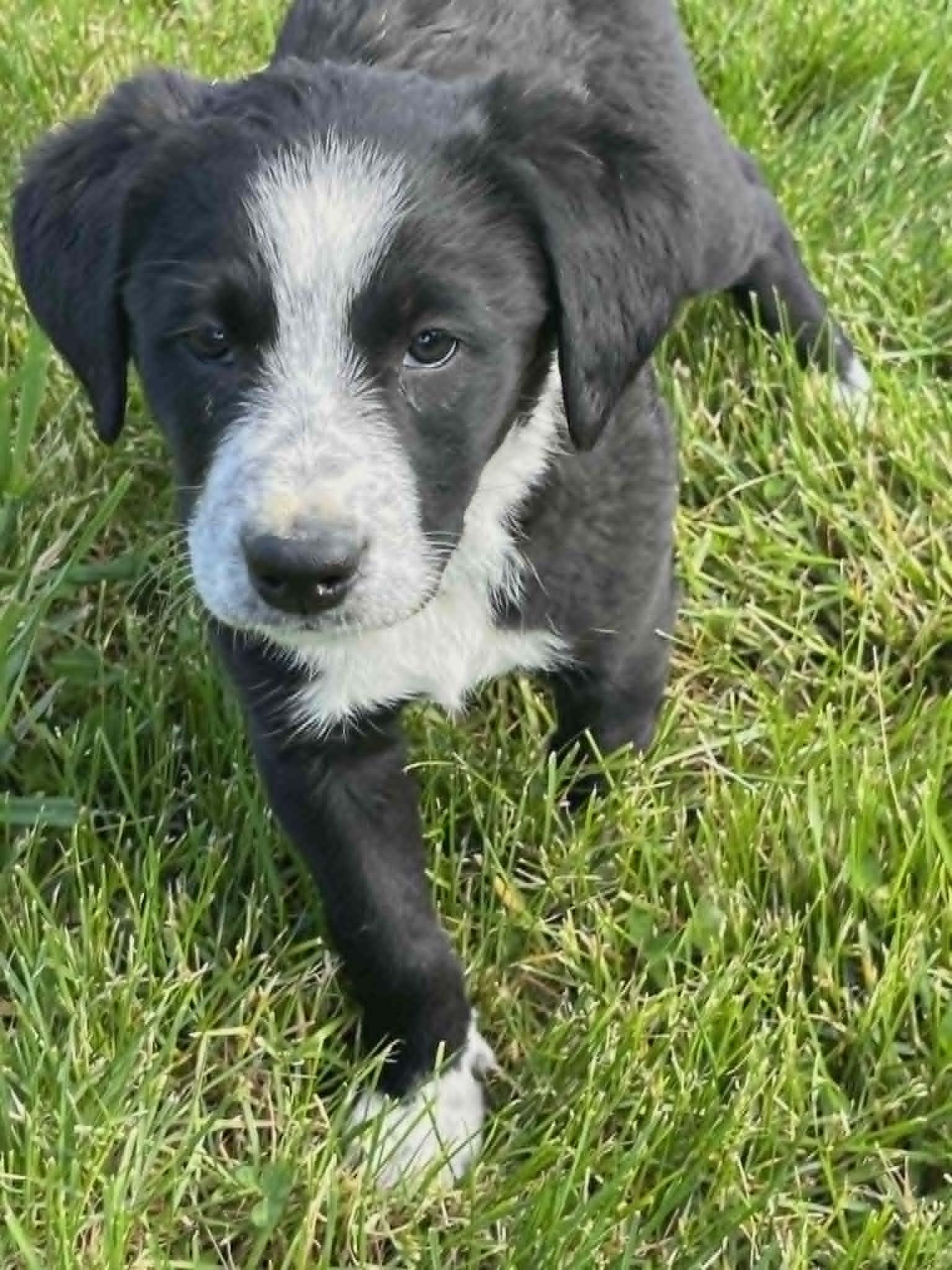 Enlarge Poppi, a Adoptable mixed breed in Havertown, PA image 1/2