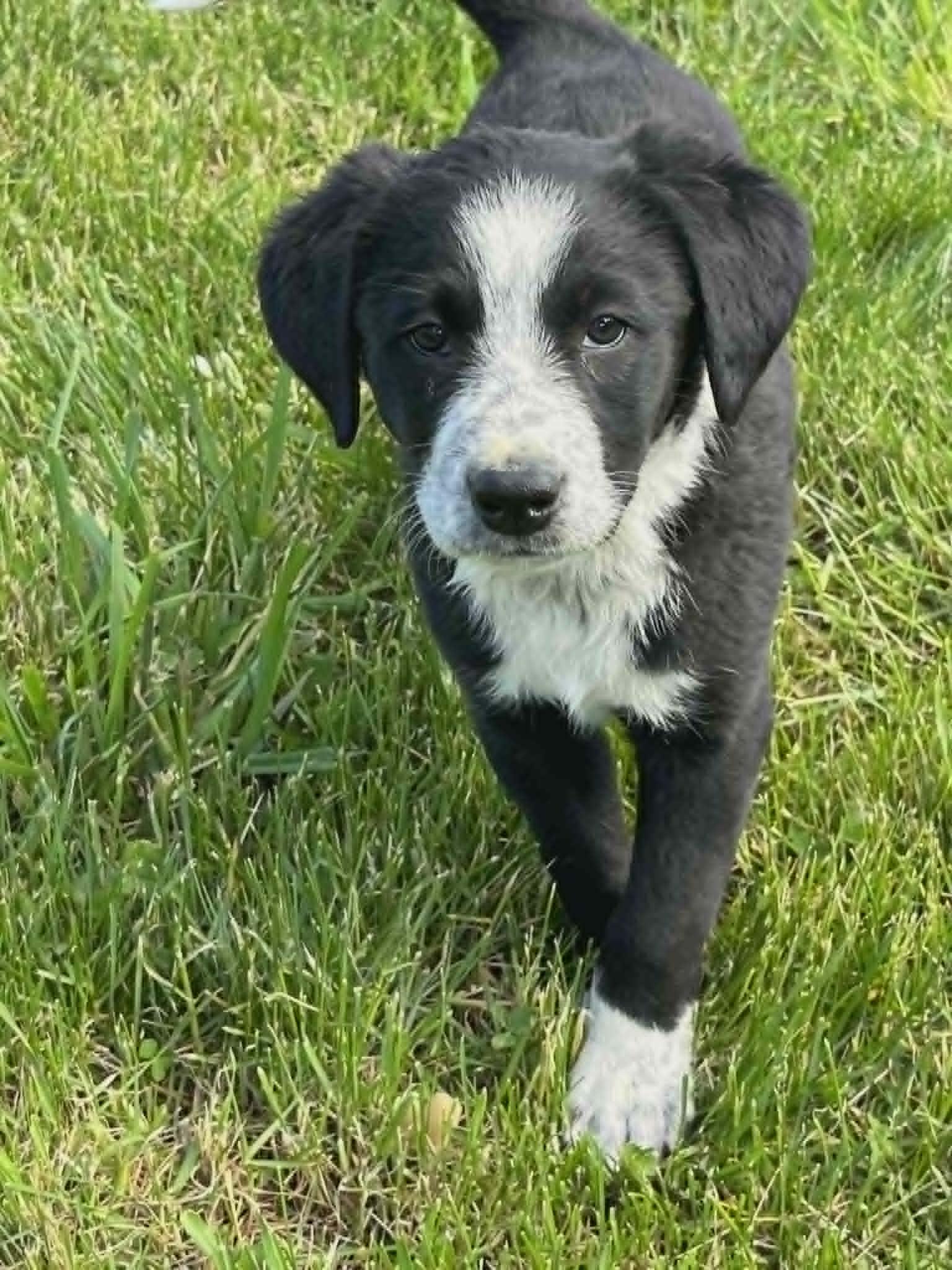 Enlarge Poppi, a Adoptable mixed breed in Havertown, PA image 2/2