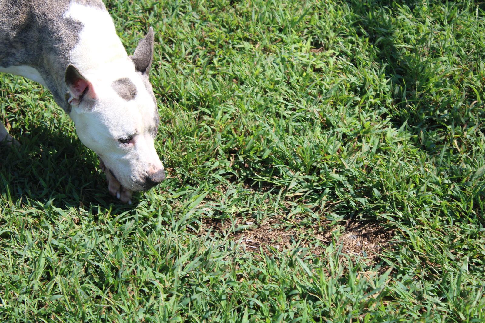 Susie Q, Adoptable, Adult Female Pit Bull Terrier.