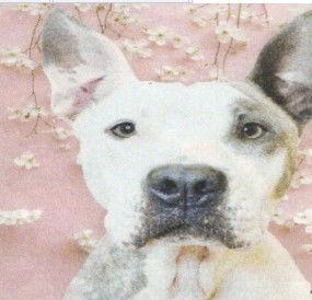 Susie Q, a Adoptable Pit Bull Terrier in Hartselle, AL image 2/3