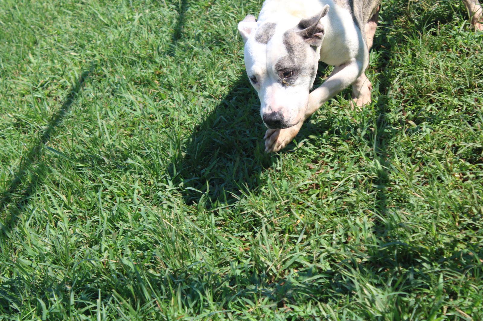 Susie Q, a Adoptable Pit Bull Terrier in Hartselle, AL image 3/3