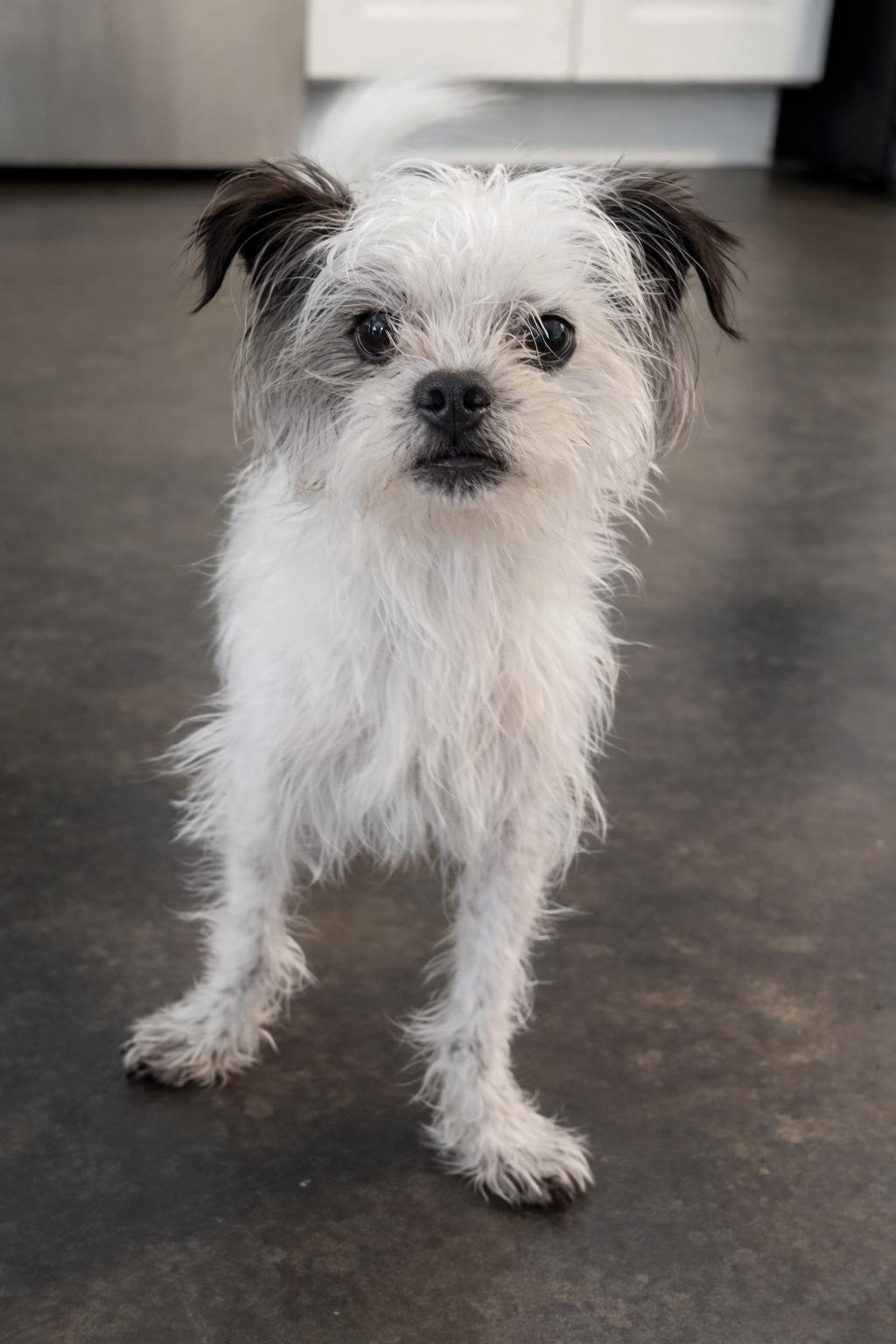 Guinness, Adoptable, Young Male Yorkshire Terrier & Shih Tzu.