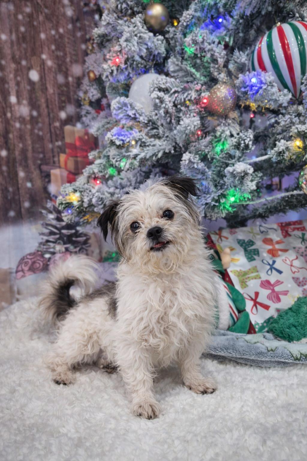 Enlarge Guinness, a Adoptable mixed breed in metairie, LA image 4/4